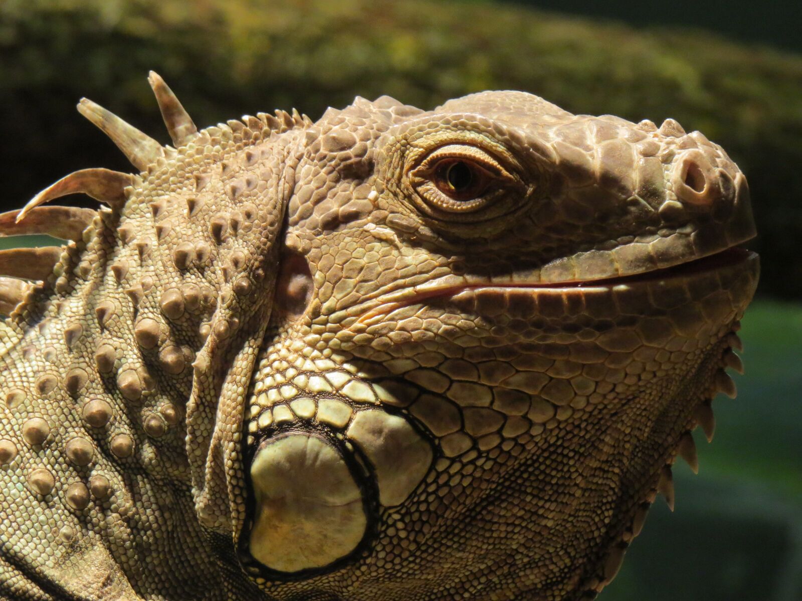 Canon PowerShot SX50 HS sample photo. Lizard, close up, reptile photography