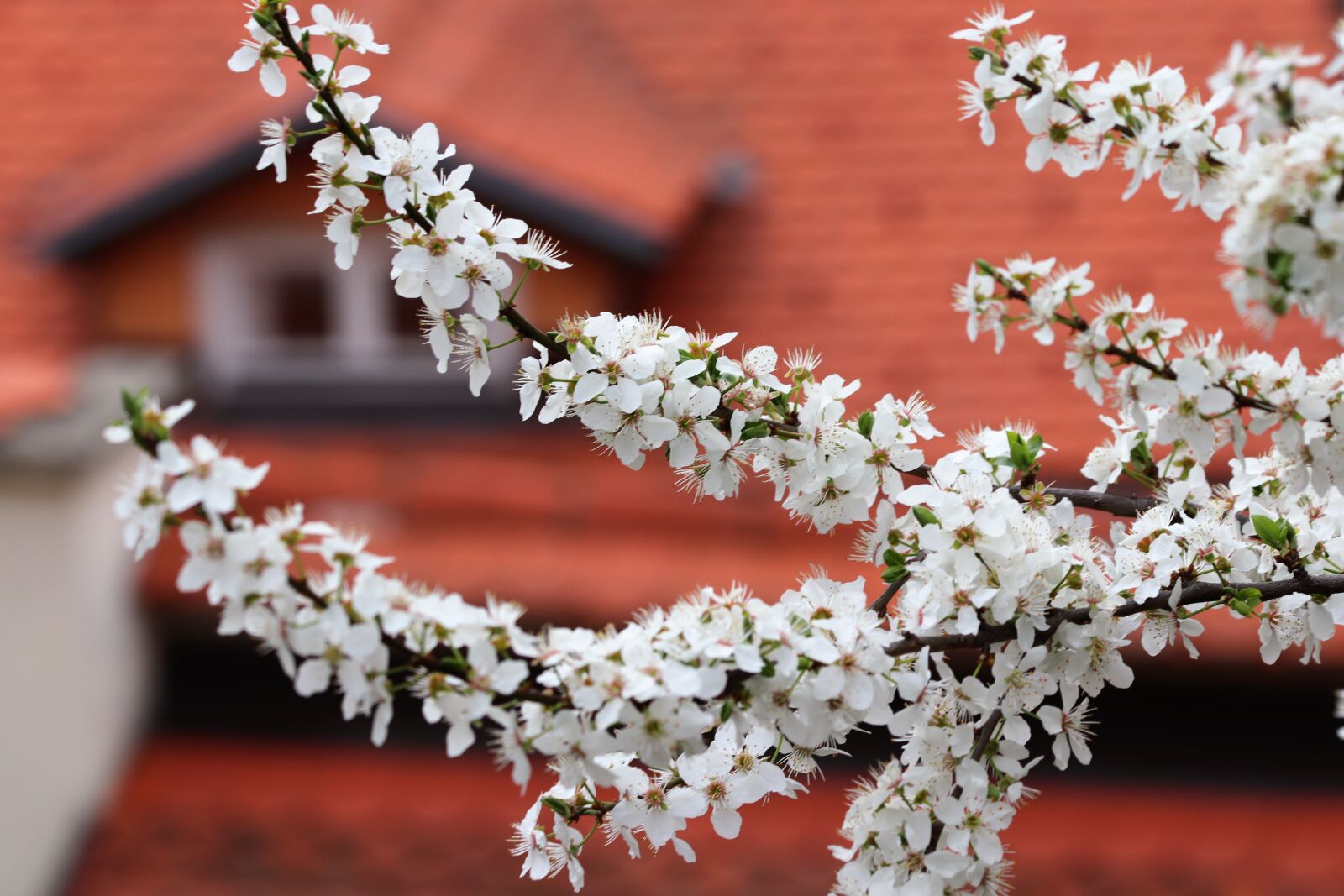 Canon EOS 200D (EOS Rebel SL2 / EOS Kiss X9) sample photo. Spring, white flowers, blossom photography