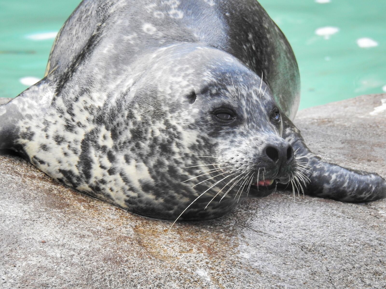 Nikon Coolpix P900 sample photo. Seal, sea world, ocean photography