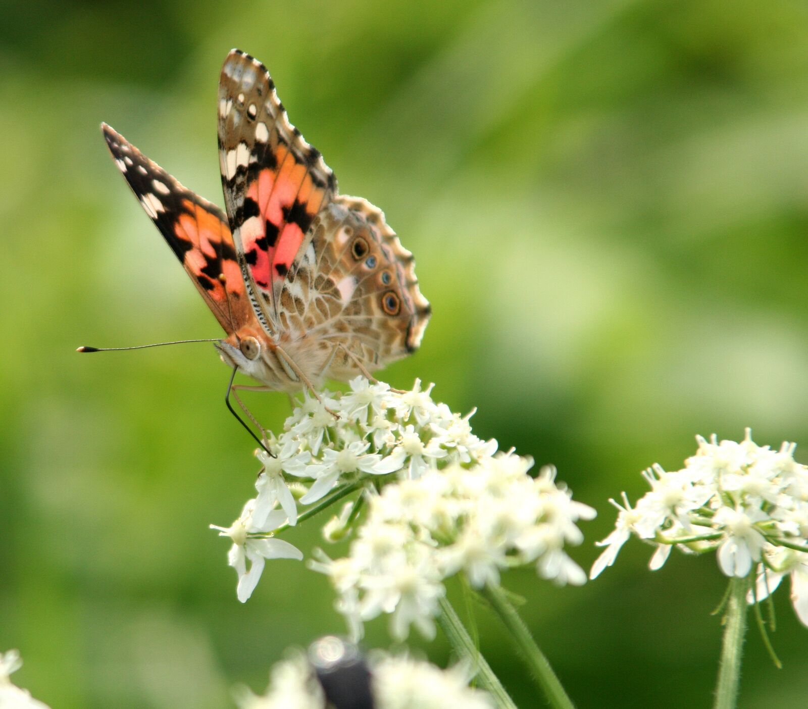 Canon EOS 350D (EOS Digital Rebel XT / EOS Kiss Digital N) sample photo. Butterfly, flower, wings photography