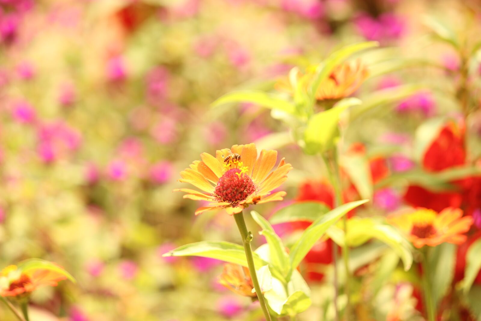 Canon EOS 600D (Rebel EOS T3i / EOS Kiss X5) sample photo. Flowers, honeybee, bee photography