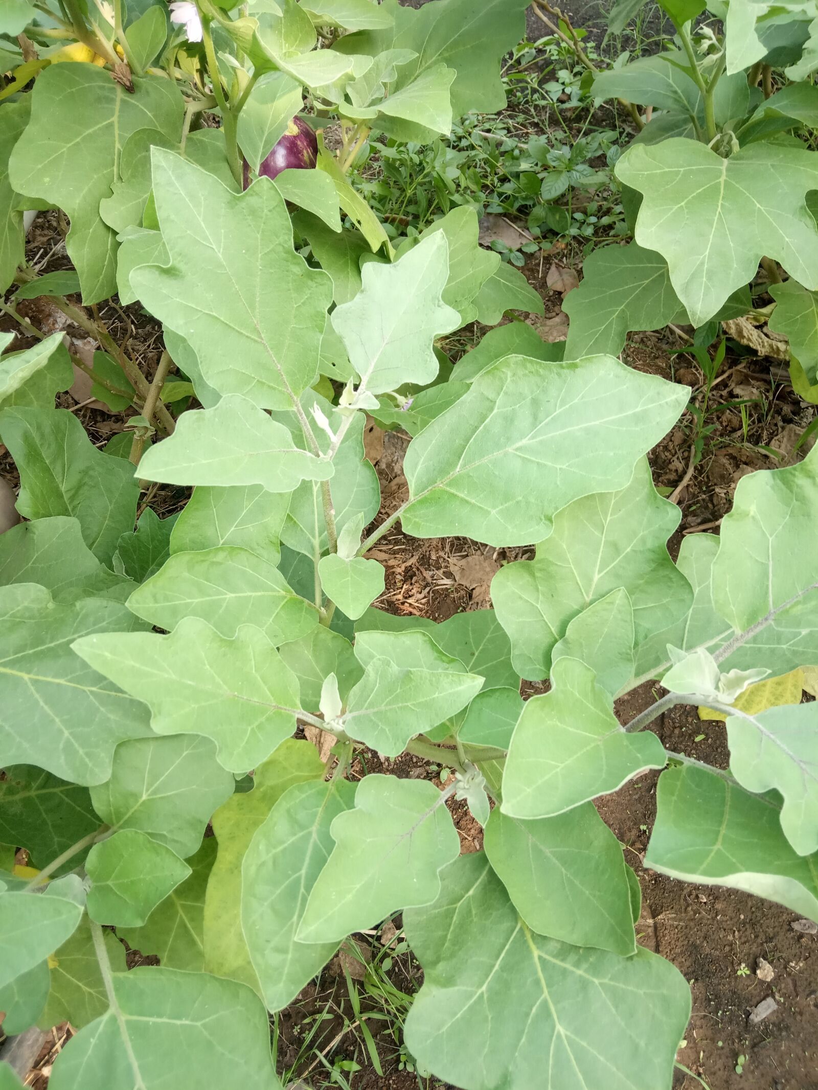 Xiaomi Redmi 6A sample photo. Brinjal plant, brinjal leaves photography