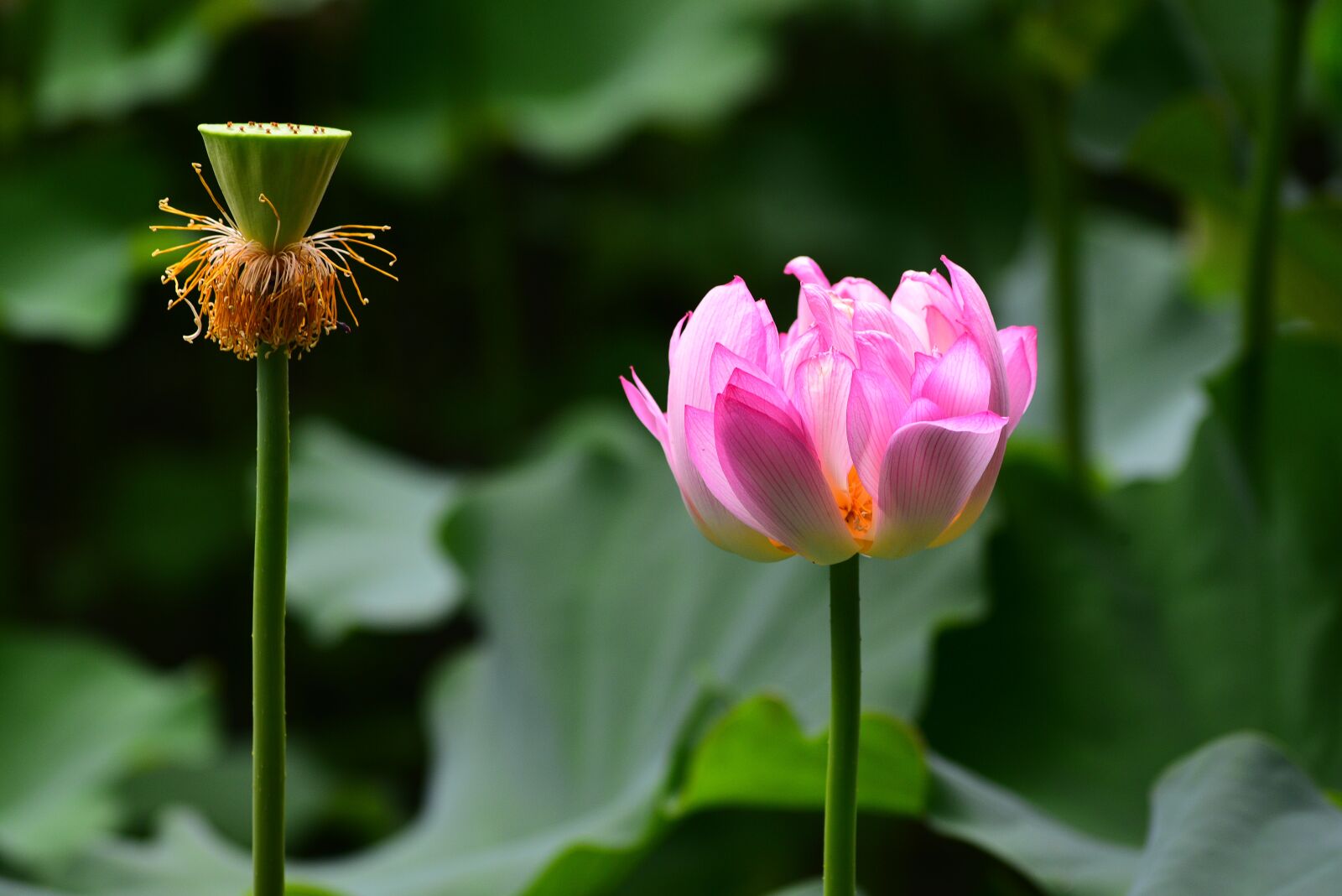 Nikon D750 sample photo. Lotus, flower, plant photography