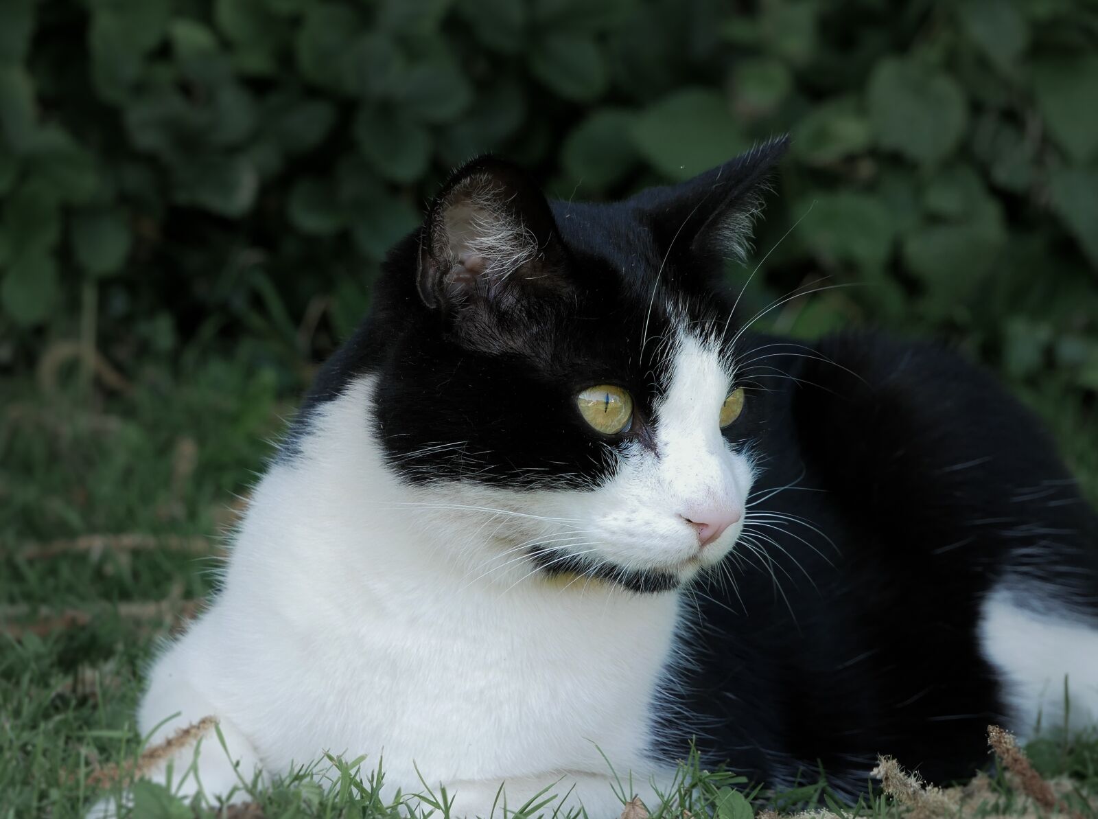 Panasonic Lumix DMC-G85 (Lumix DMC-G80) sample photo. Cat, nature, look photography
