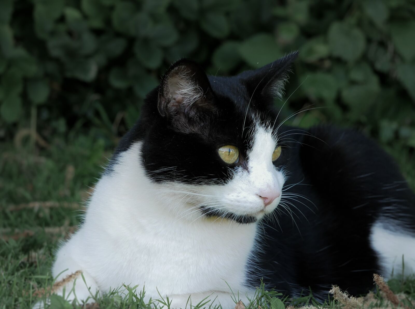 Panasonic Lumix DMC-G85 (Lumix DMC-G80) + LUMIX G VARIO 12-60/F3.5-5.6 sample photo. Cat, nature, look photography