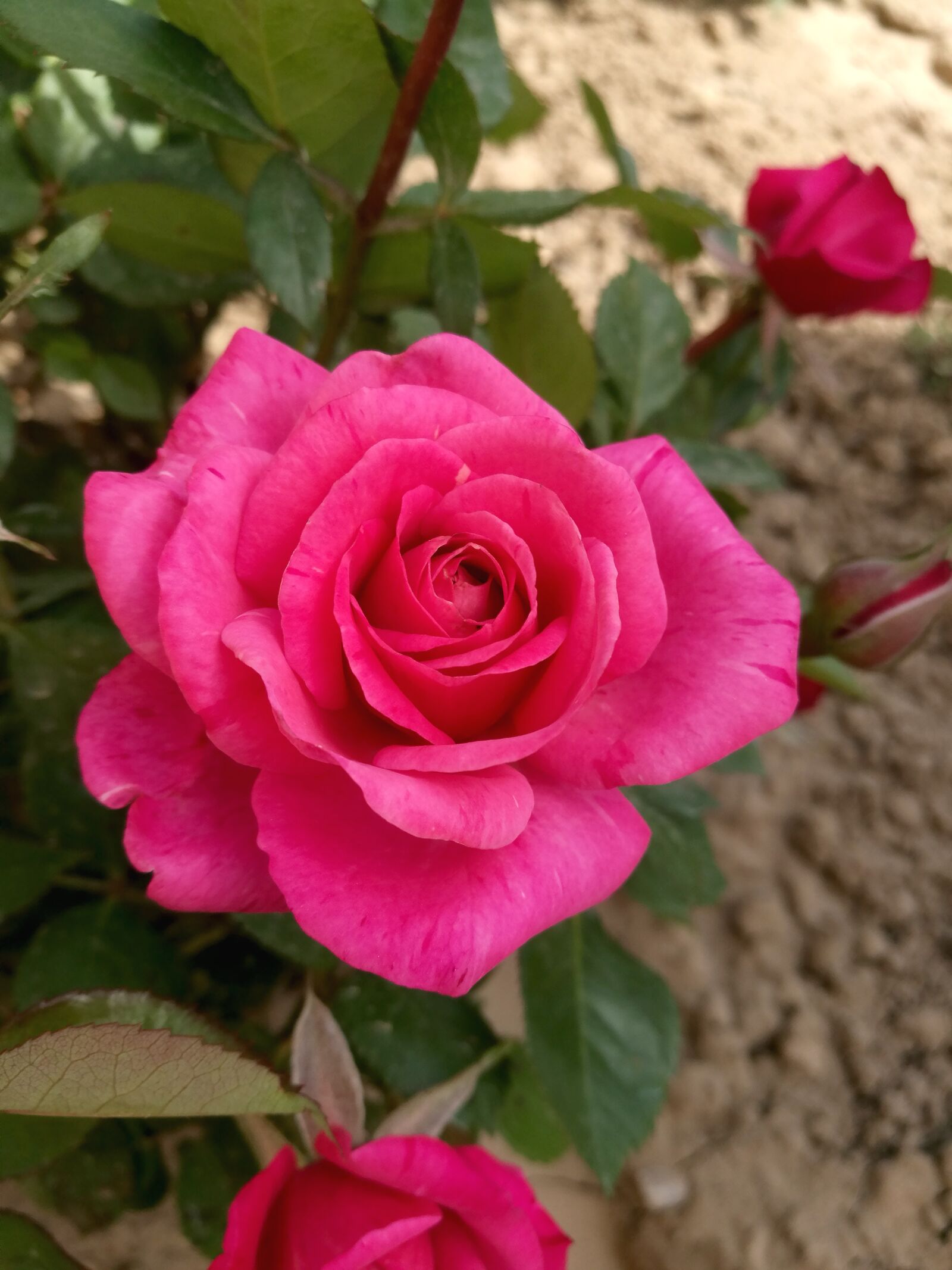 HUAWEI P9 sample photo. Summer, rose, flowers photography
