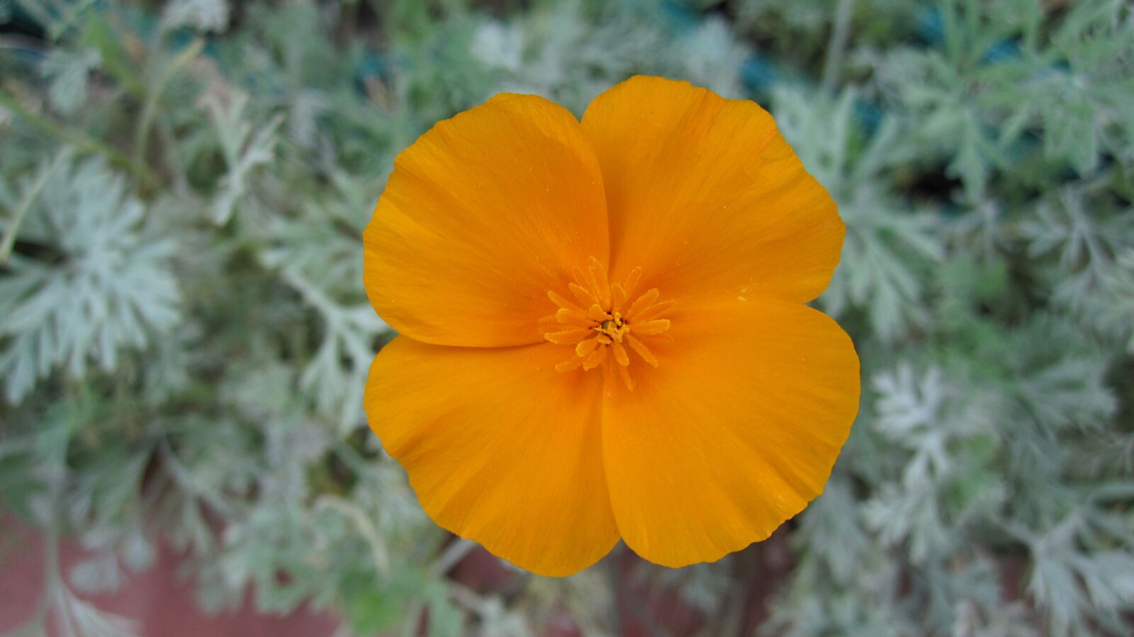 Canon PowerShot SD780 IS (Digital IXUS 100 IS / IXY Digital 210 IS) sample photo. Flower, orange, nature photography