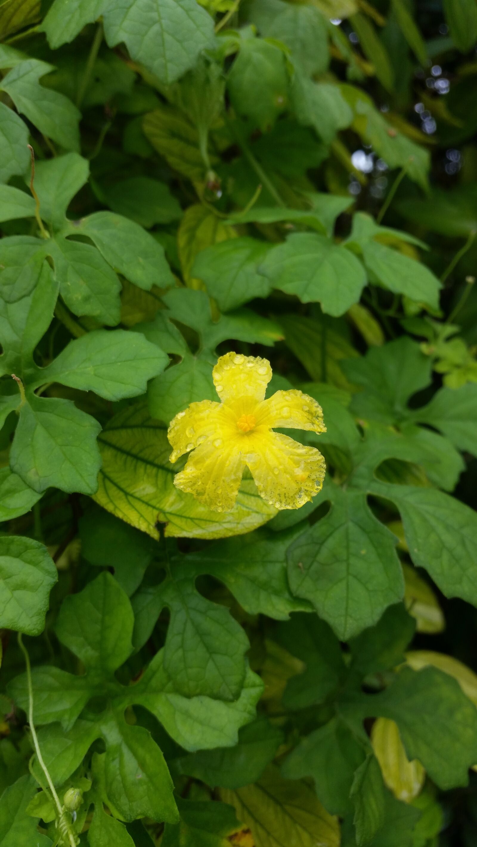 Samsung Galaxy S5 sample photo. Flower, yellow, water drops photography