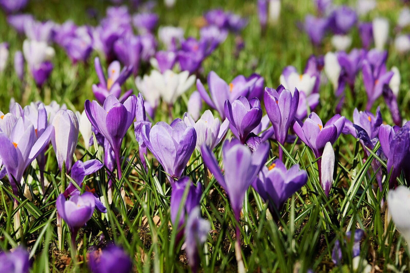 Fujifilm X-T10 sample photo. Crocus, spring, flowers photography