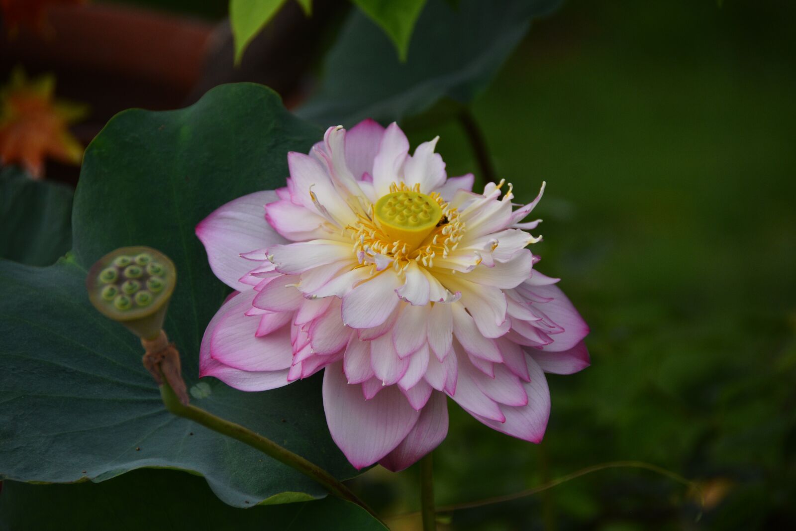 Nikon D7200 sample photo. Flower, petals, leaves photography