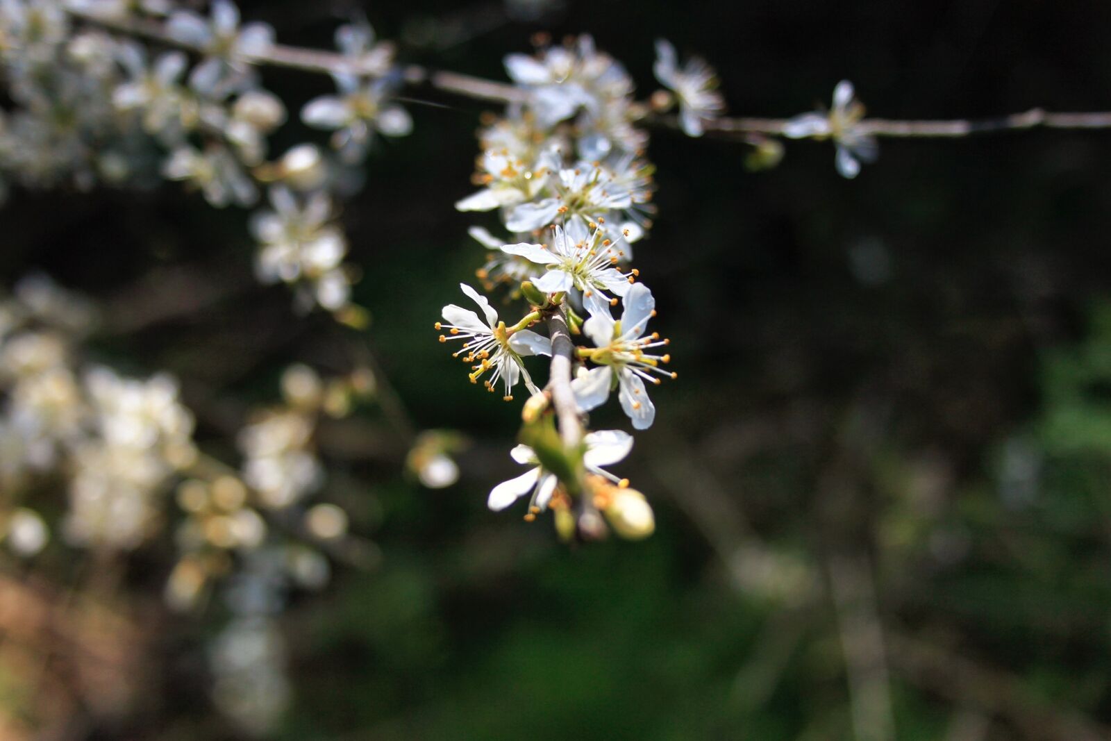 Canon EOS 500D (EOS Rebel T1i / EOS Kiss X3) sample photo. Flower, nature, bloom photography