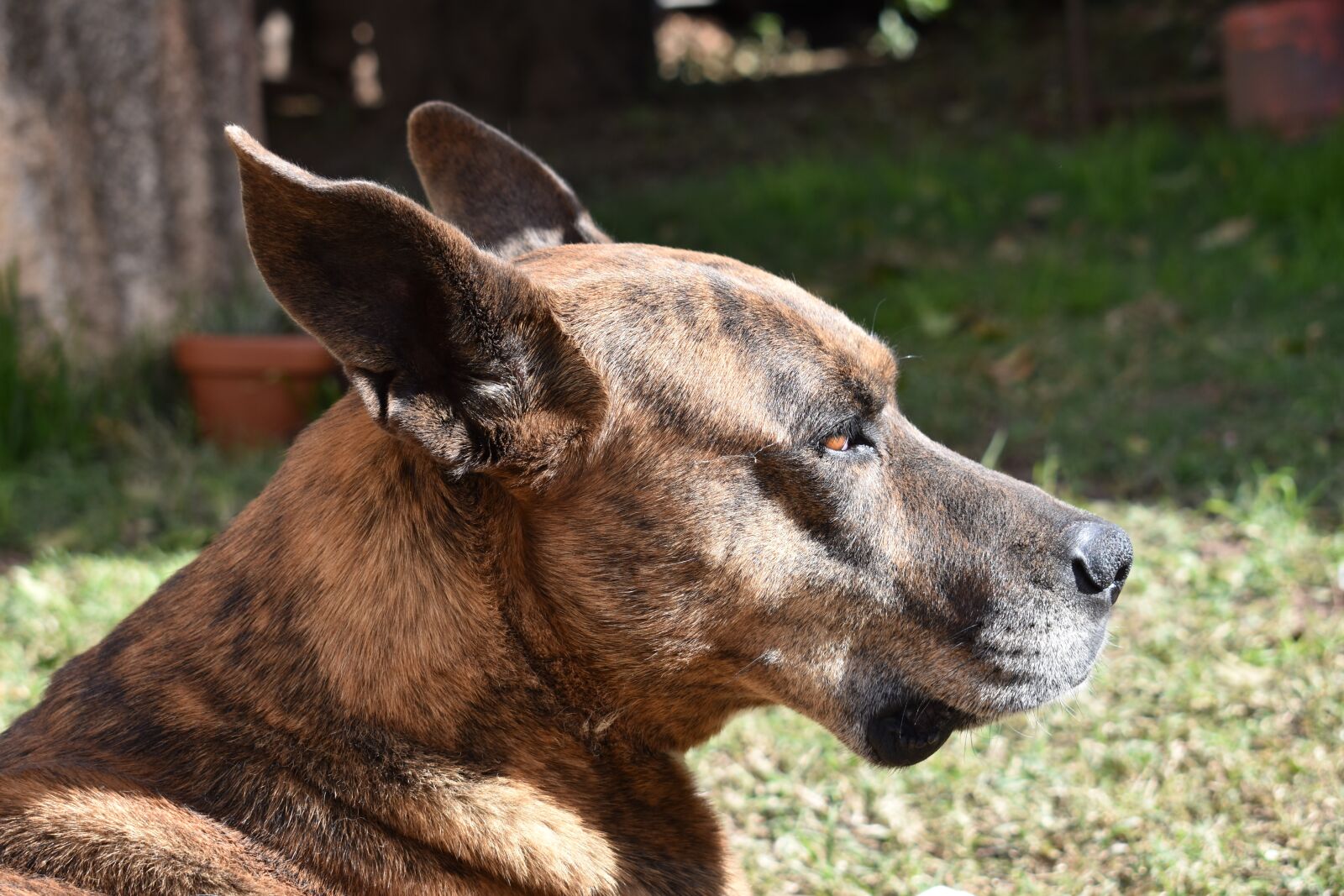 Nikon D3400 sample photo. Dog, animals, pets photography