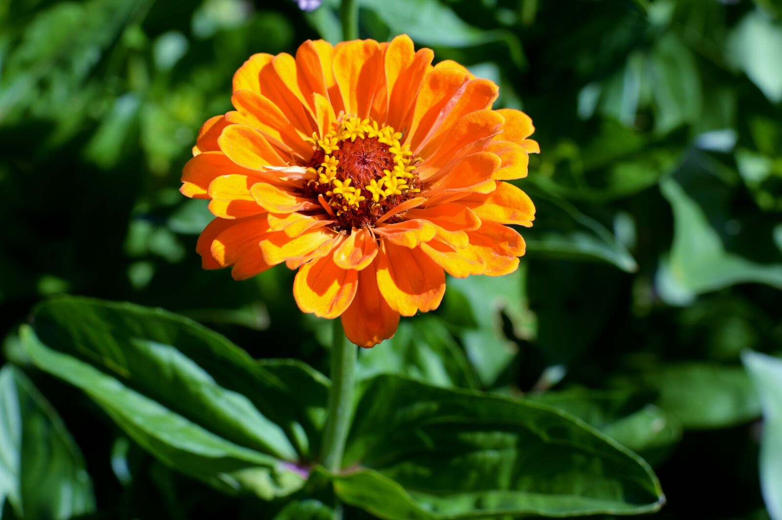Nikon D5200 sample photo. Flower, zinnia, garden photography