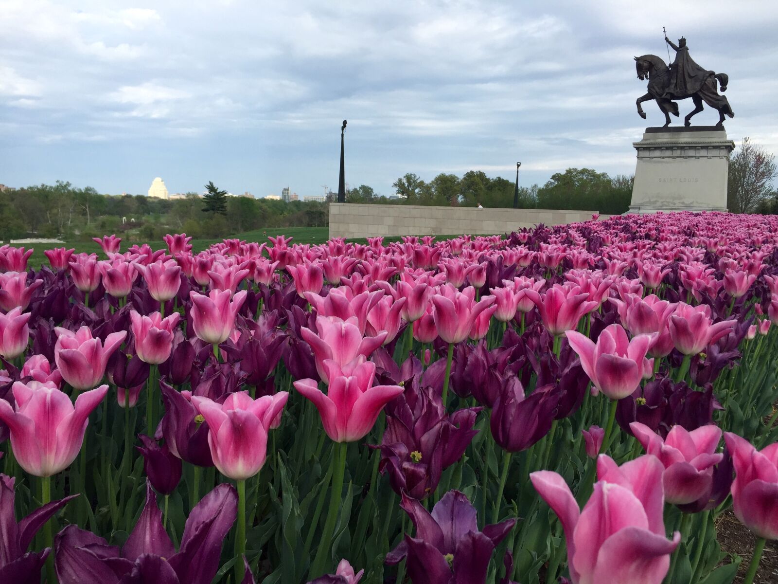 Apple iPhone 6 sample photo. Tulip, flower, pink photography