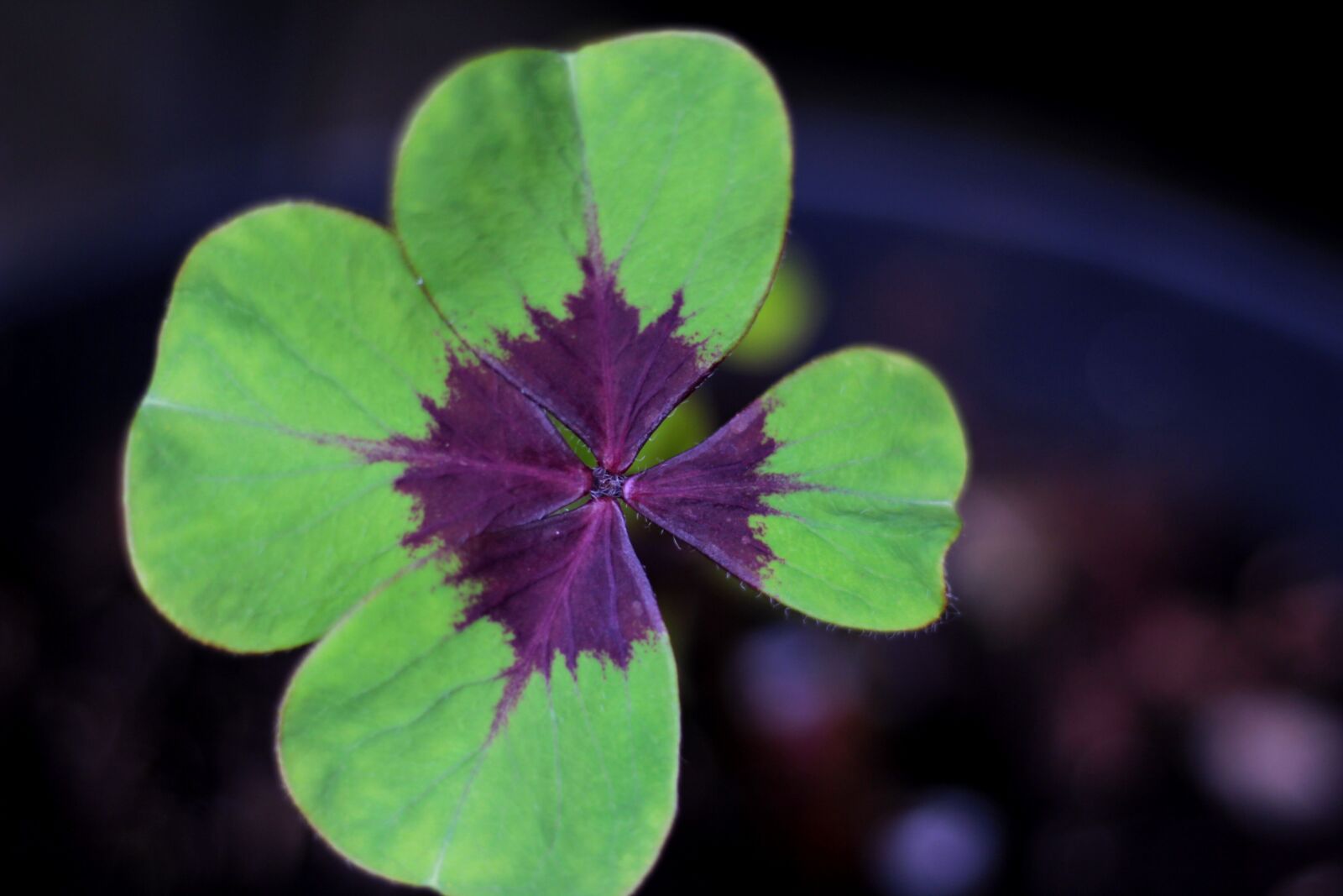 Canon EOS 600D (Rebel EOS T3i / EOS Kiss X5) + Canon EF 50mm F1.8 STM sample photo. Oxalis deppei iron cross photography