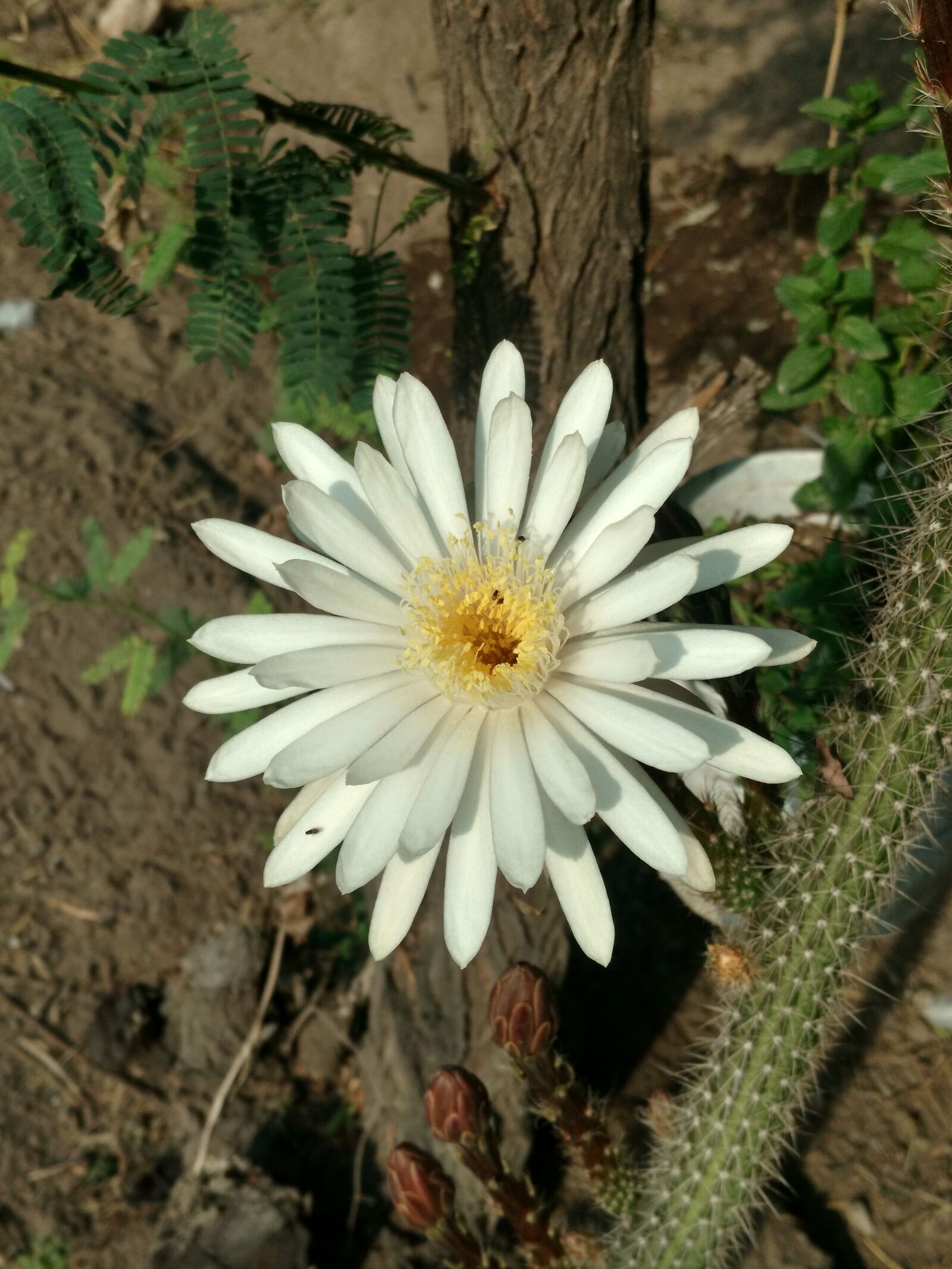 Motorola Moto X Play sample photo. Flowers, cactus, nature photography