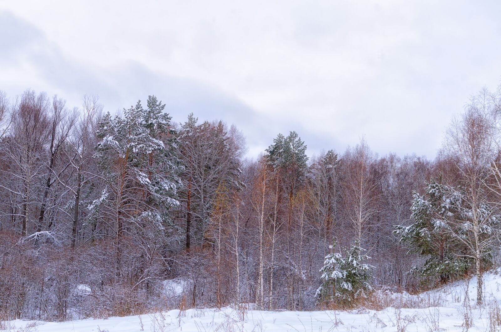 Pentax K-500 sample photo. Forest, snow, cloud photography
