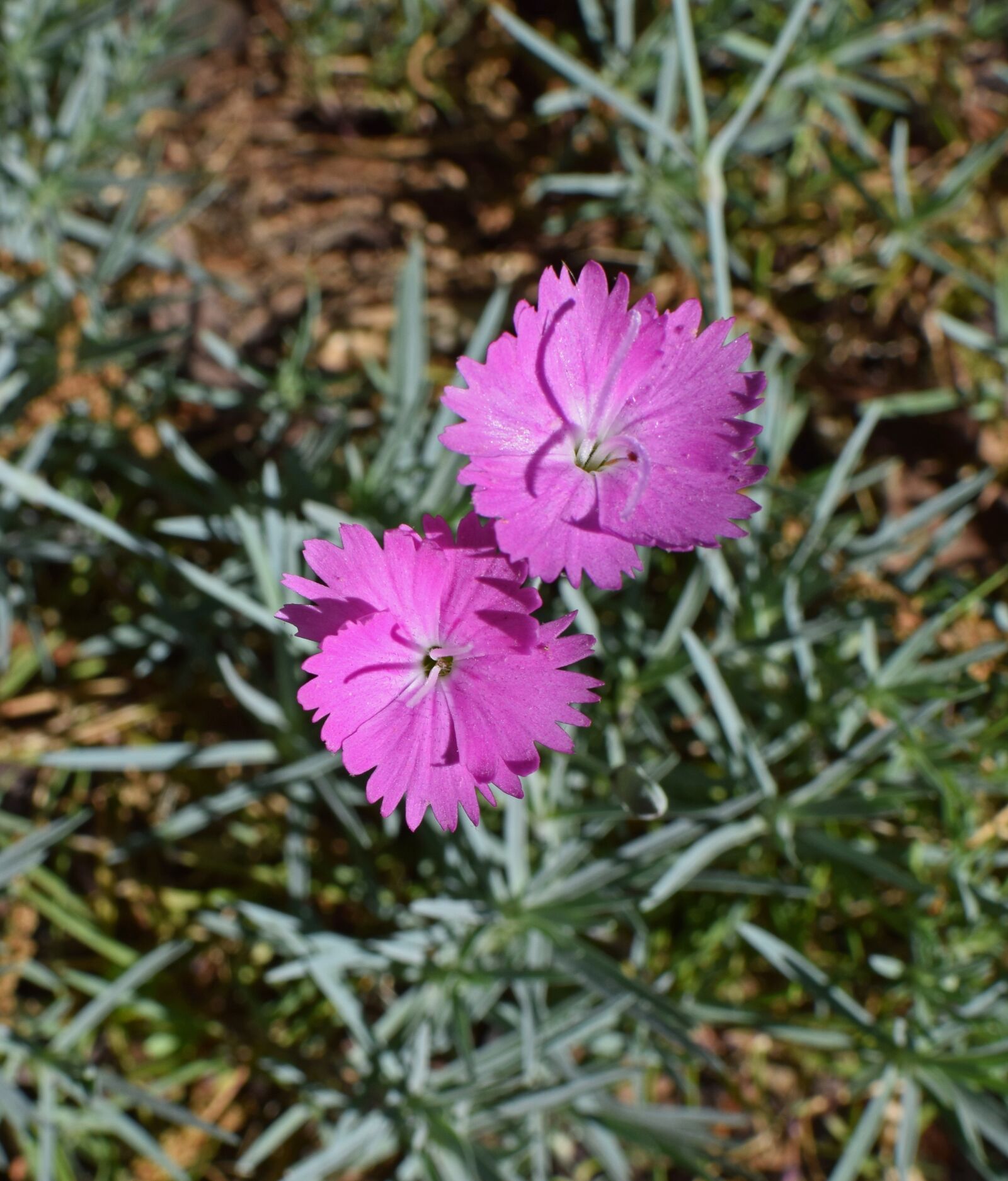 Nikon D3300 sample photo. Dianthus, flower, blossom photography