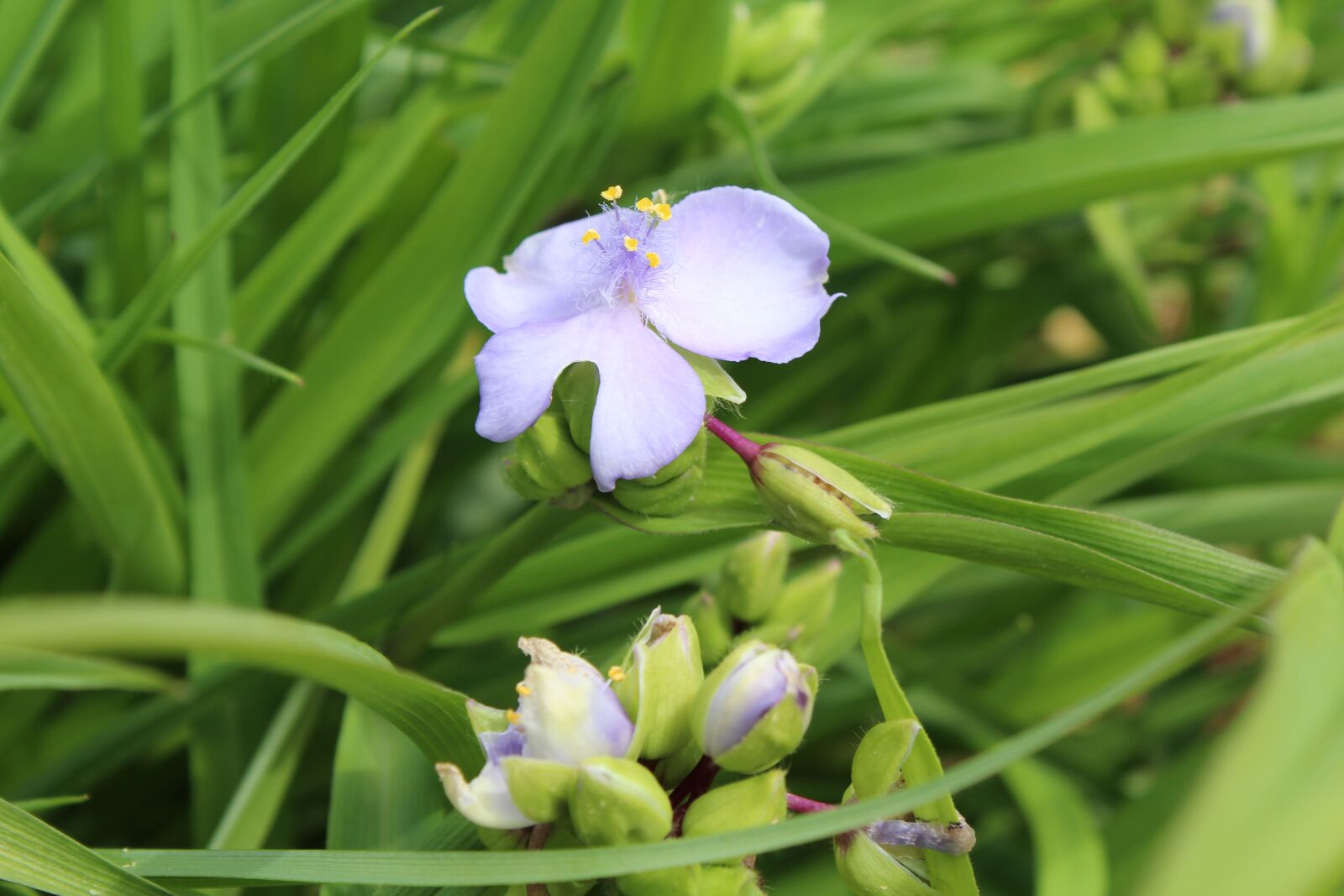 Canon EOS 1300D (EOS Rebel T6 / EOS Kiss X80) sample photo. Flower, grass, summer photography