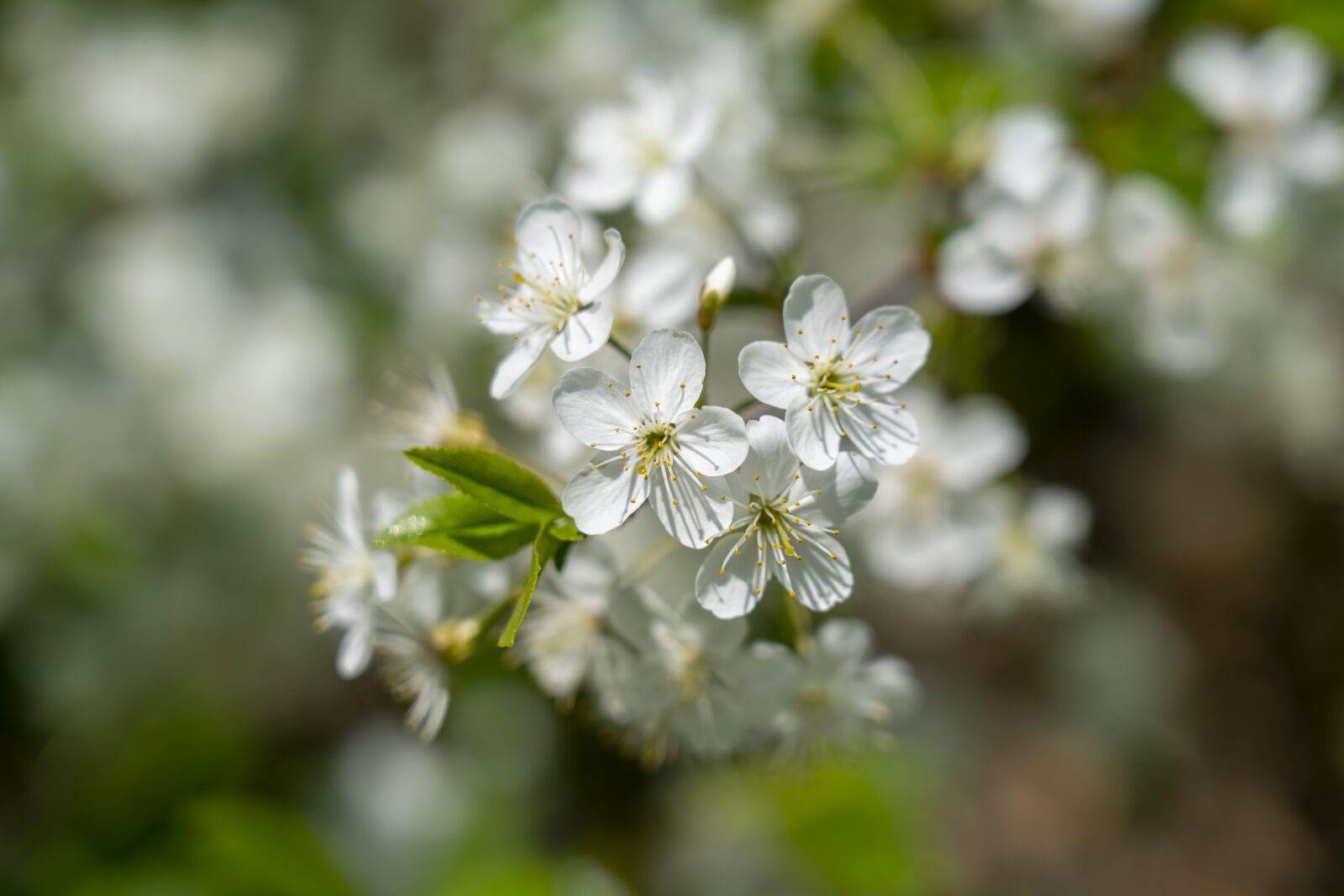 Sony FE 24-105mm F4 G OSS sample photo. Flowers, spring, flowering photography