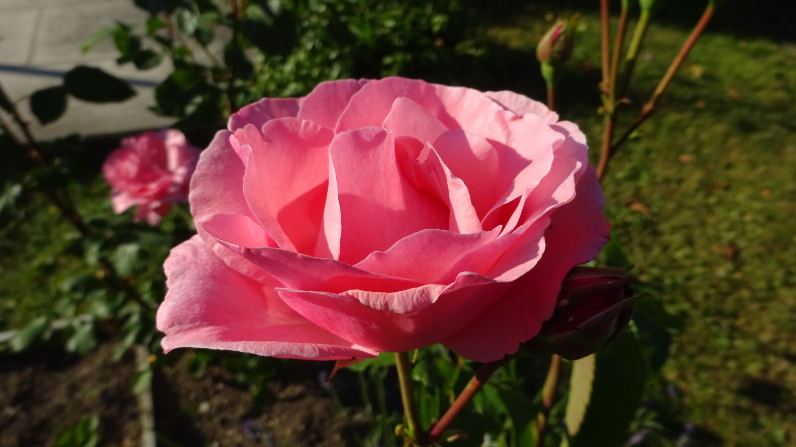 Sony Cyber-shot DSC-WX350 sample photo. Rose, pink, pink rose photography