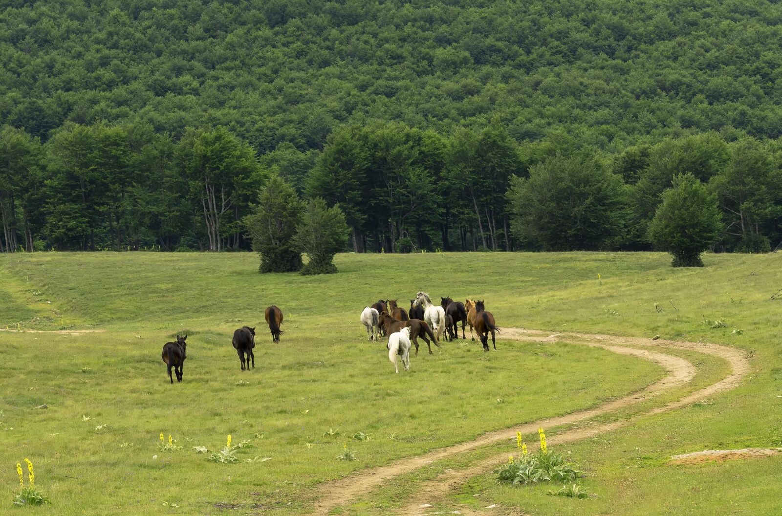 Nikon D7200 sample photo. Horse, green, mountain photography