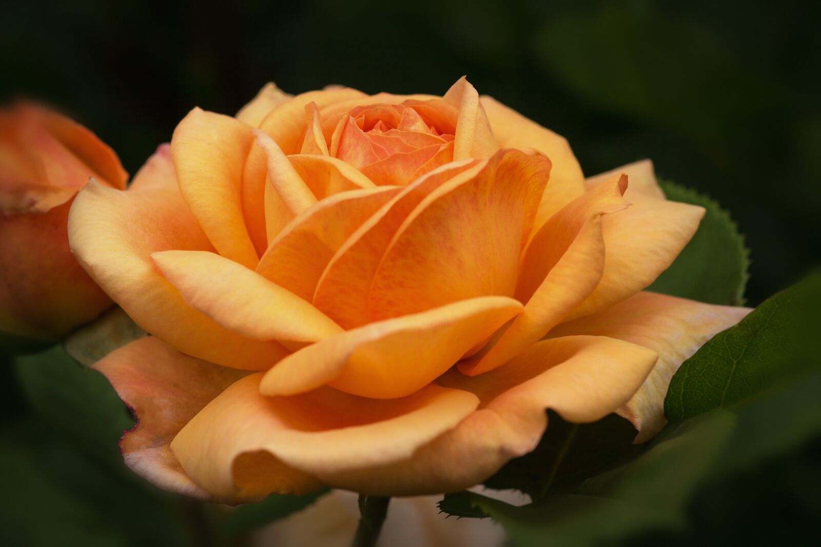 Canon EOS 60D sample photo. Nature, flowers, roses photography