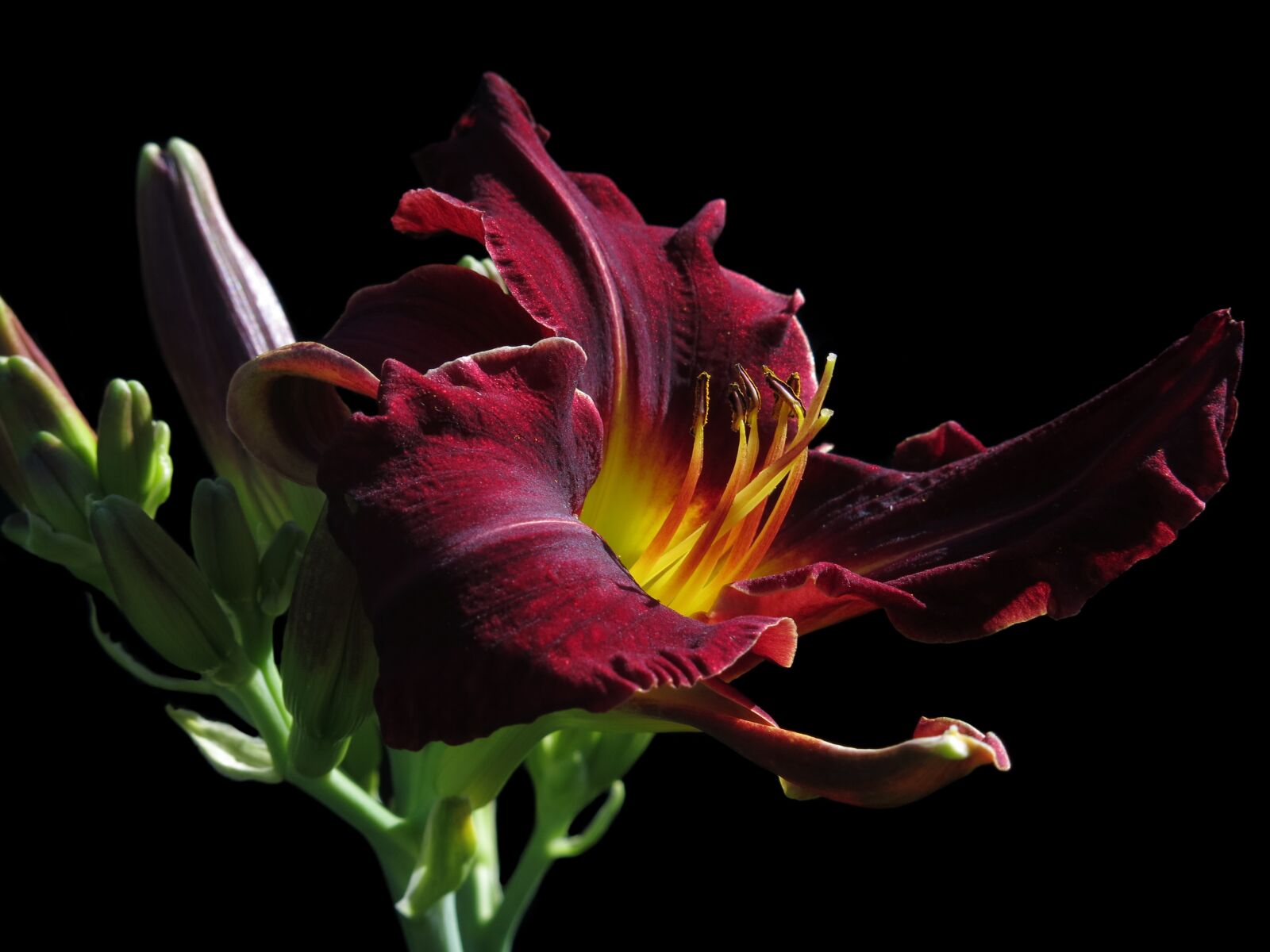 Canon PowerShot G15 sample photo. Daylily, large-flowered daylily, purpleicious photography