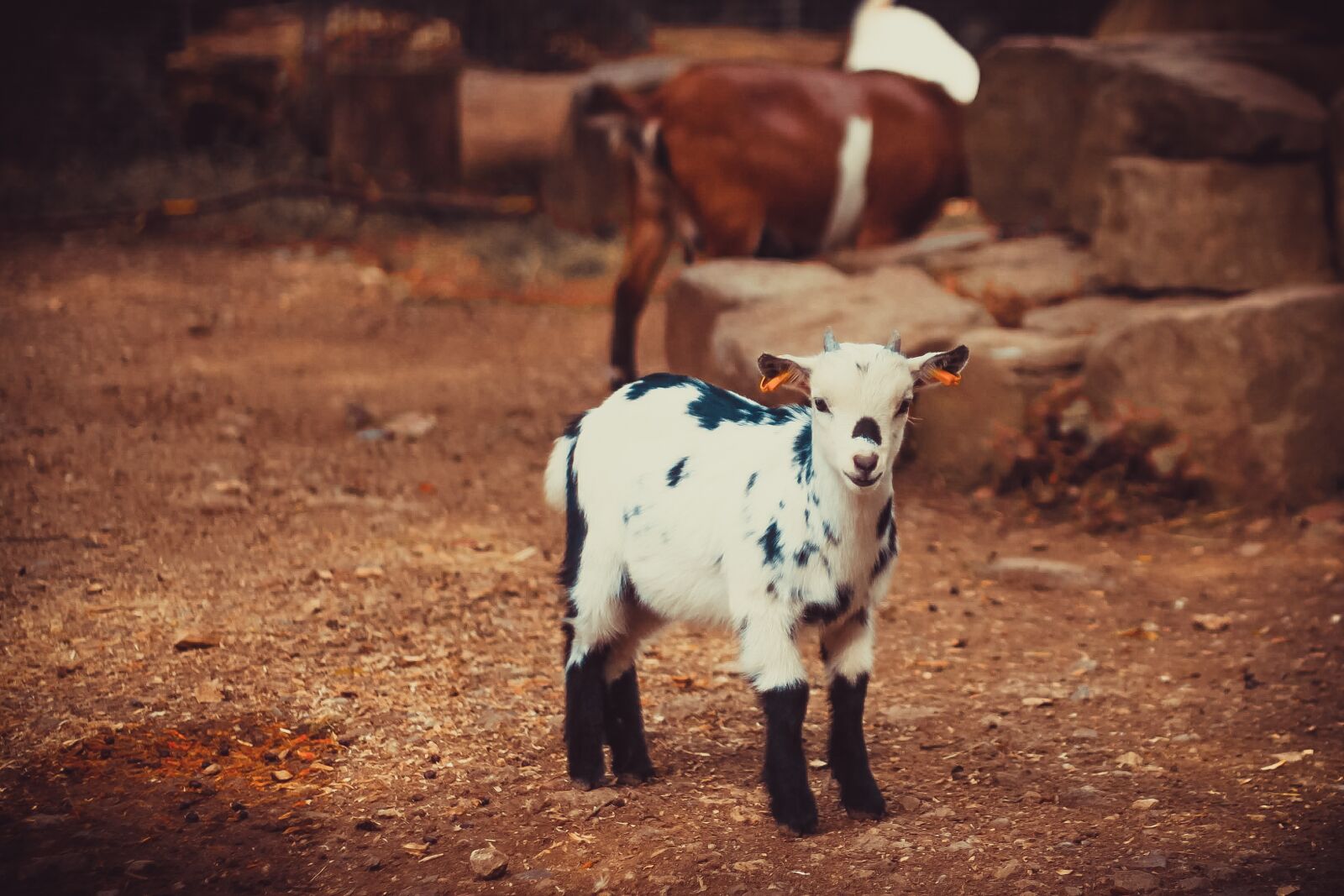Canon EOS 500D (EOS Rebel T1i / EOS Kiss X3) sample photo. Goat, aries, livestock photography