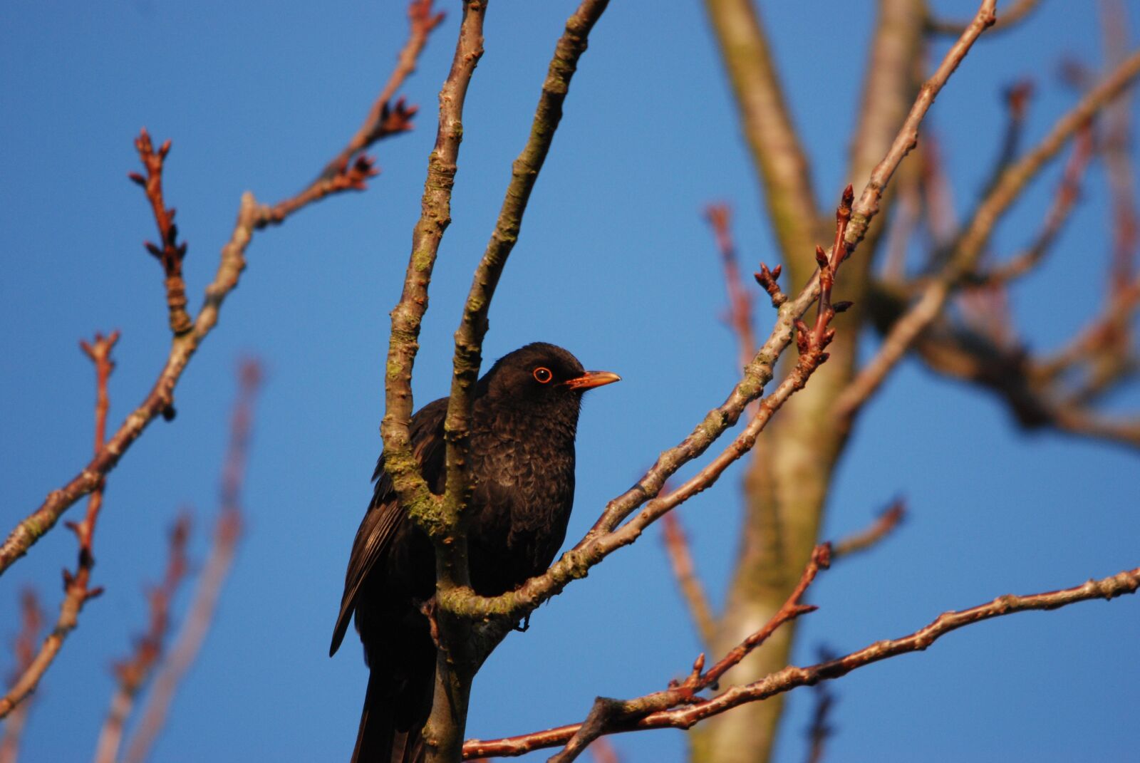 Nikon D80 sample photo. Nature, bird, blackbird photography