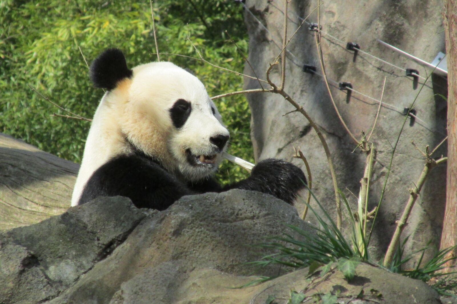 Canon PowerShot SX160 IS sample photo. Panda, bear, mammal photography