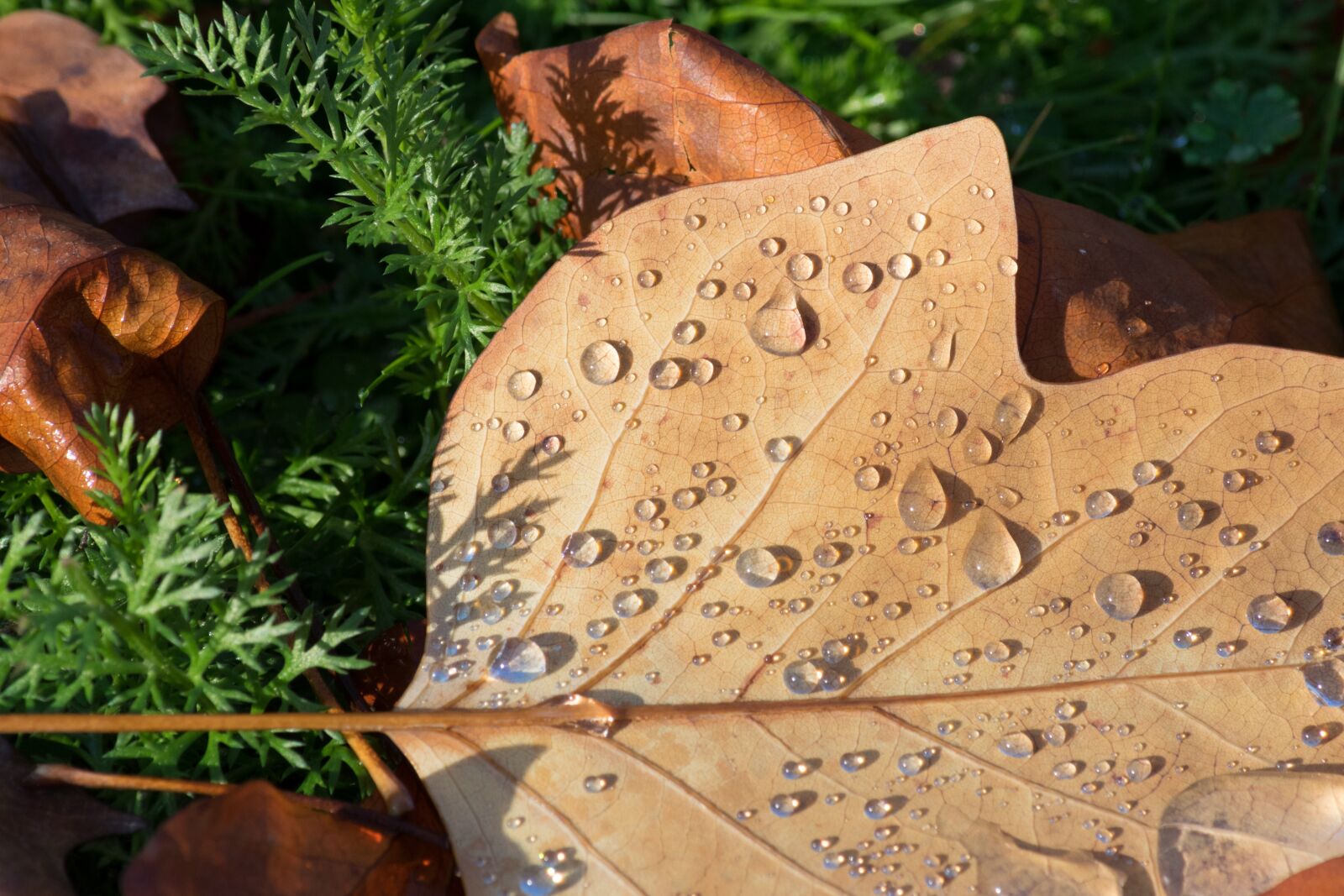 Nikon D3300 sample photo. Raindrops, rain, drops photography