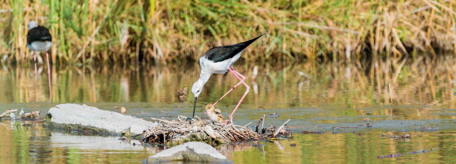150-600mm F5-6.3 DG OS HSM | Contemporary 015 sample photo. Stilt bird, nest, stilt photography