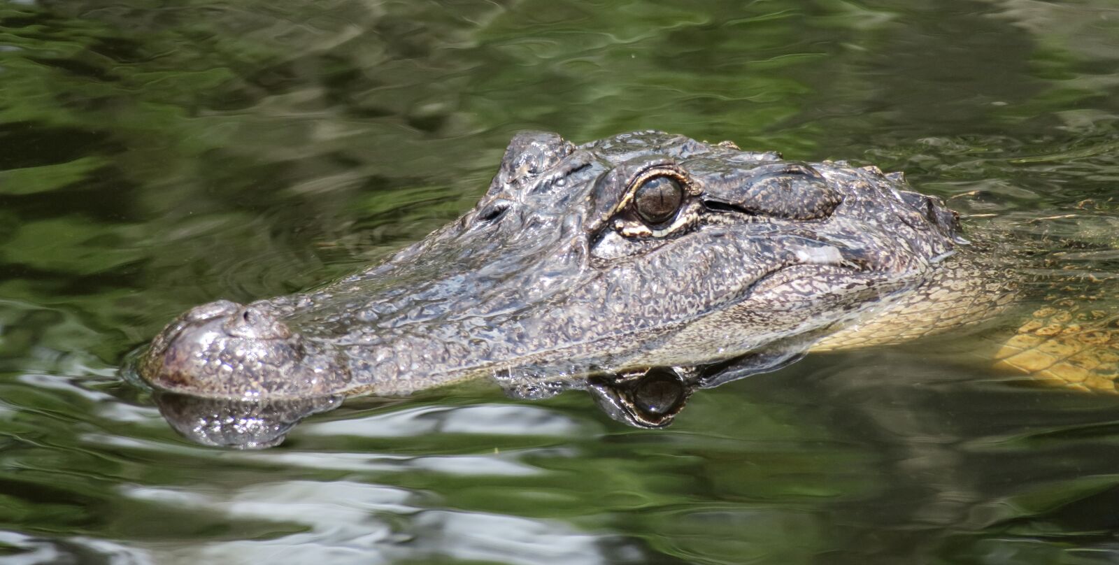 Canon PowerShot G3 X sample photo. Alligator, head, florida photography