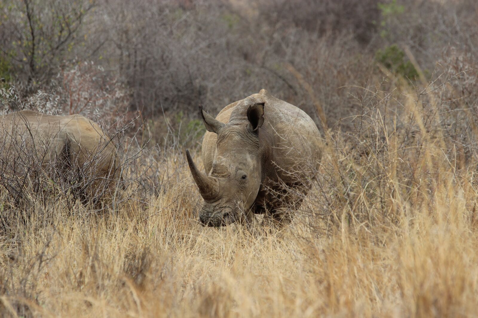 Canon EOS 600D (Rebel EOS T3i / EOS Kiss X5) sample photo. South africa, pilanesberg, rhino photography