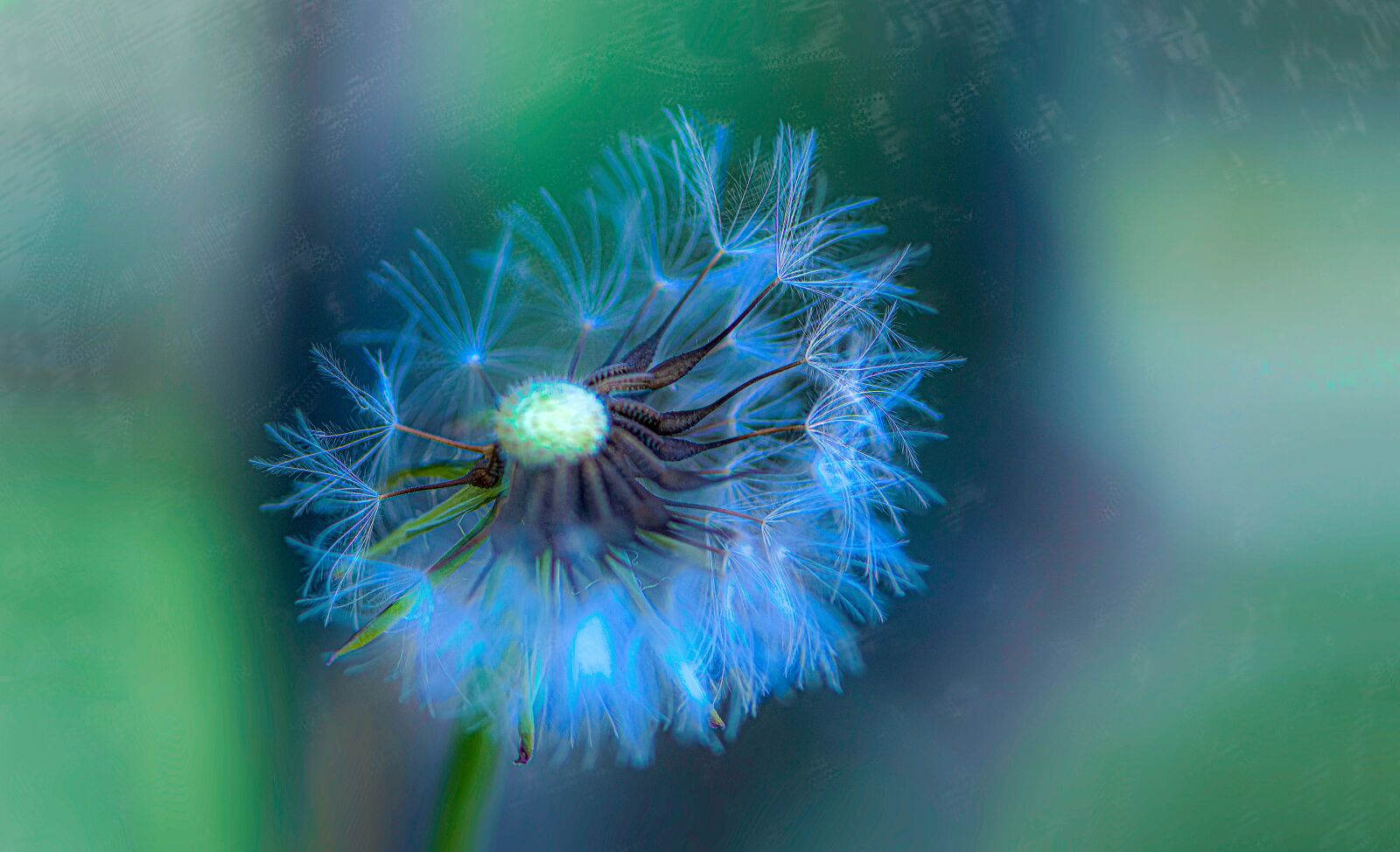 Nikon D5600 sample photo. Flower, fluffy, dandelion photography