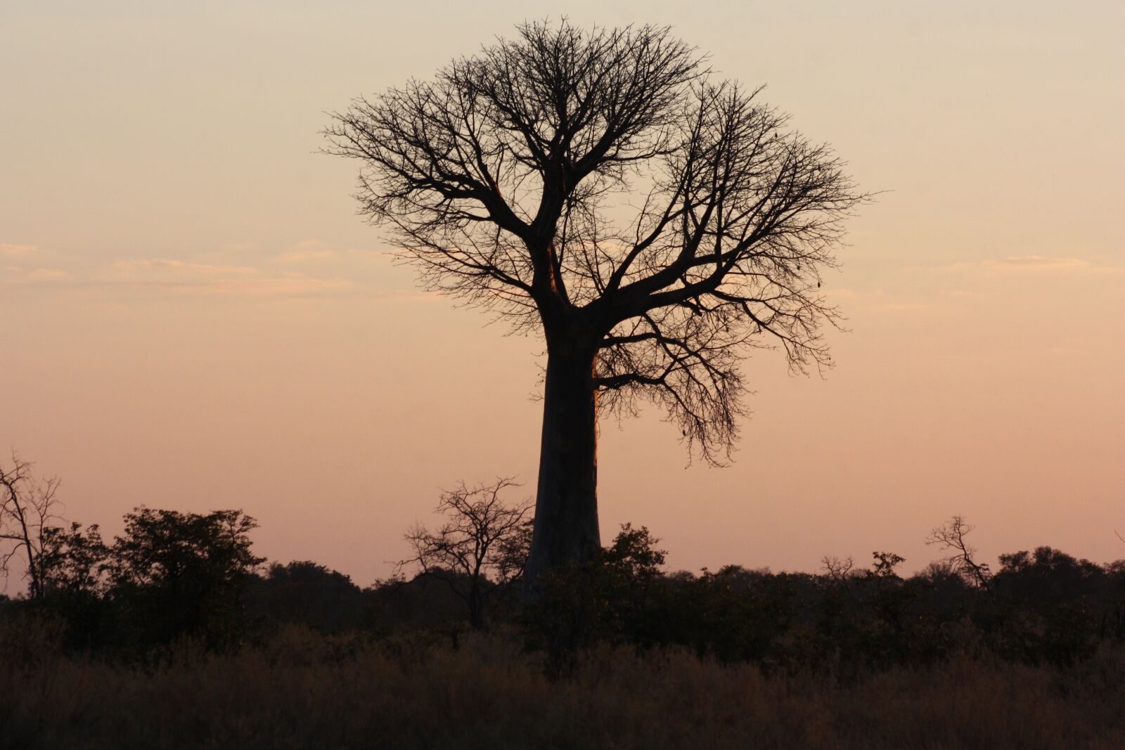 Canon EOS 450D (EOS Rebel XSi / EOS Kiss X2) sample photo. Africa, tree, baobab photography
