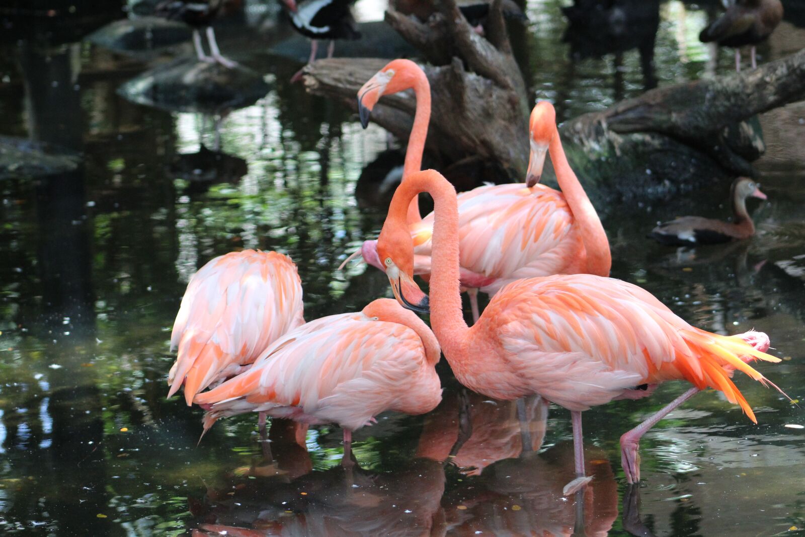 Canon EOS 1300D (EOS Rebel T6 / EOS Kiss X80) sample photo. Flamenco, birds, plumage photography