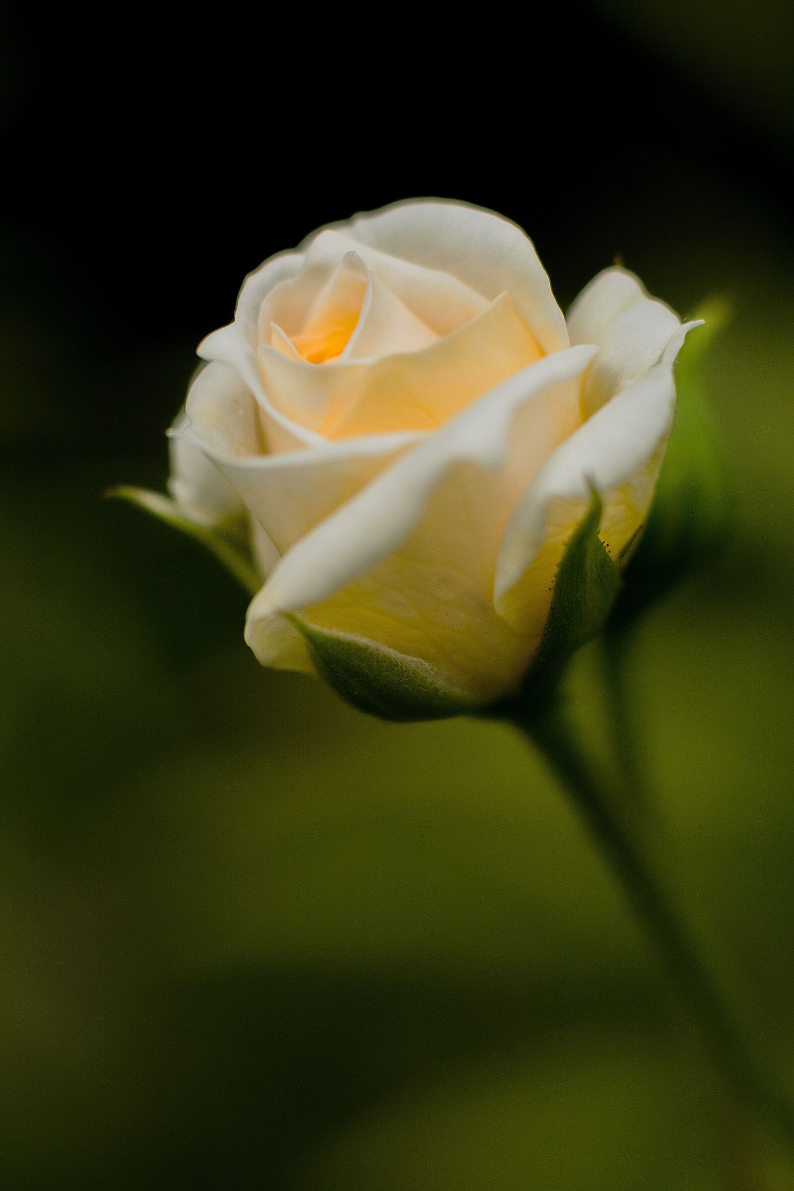 Nikon D7200 sample photo. Flower, rose, blossom photography
