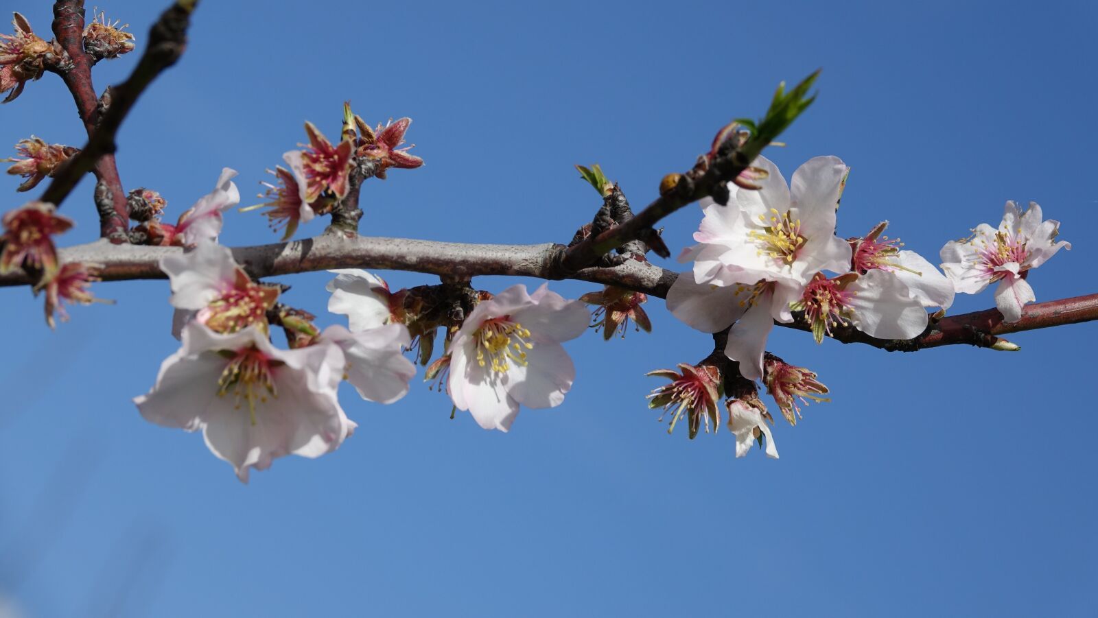 Sony Cyber-shot DSC-RX10 III sample photo. Flower, branch, almond tree photography
