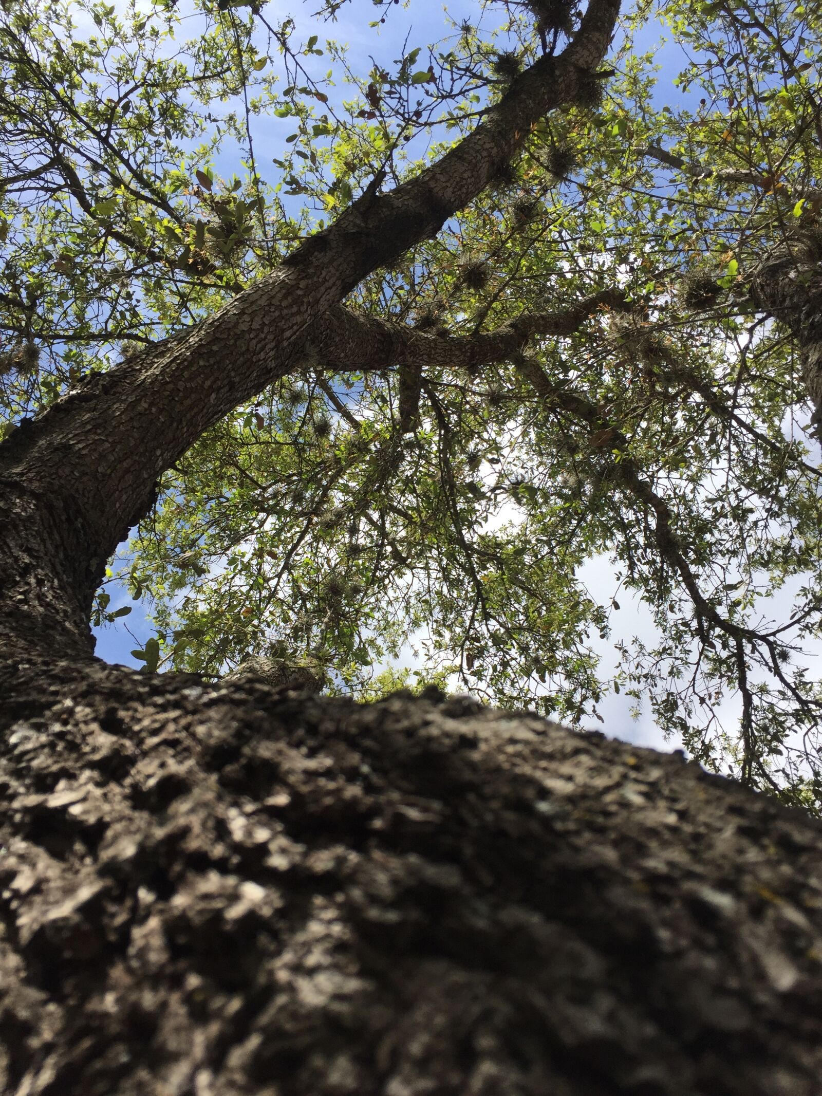 iPhone 6 back camera 4.15mm f/2.2 sample photo