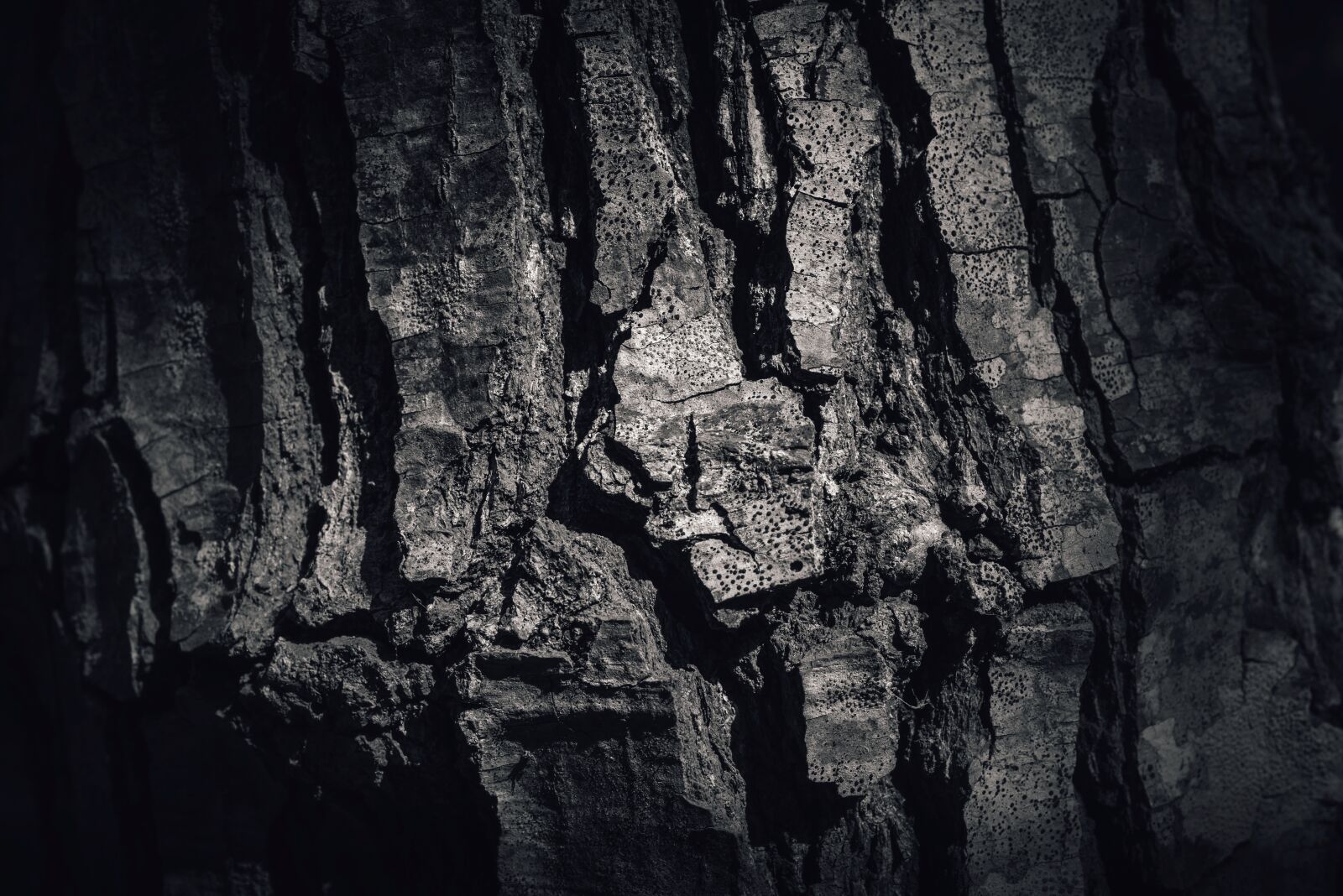 Nikon D800 sample photo. Rough, bark, tree photography