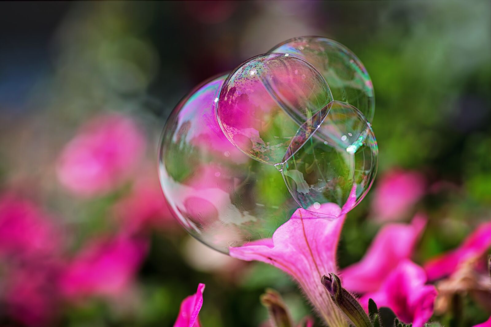 Canon EOS 5D Mark III sample photo. Bubble, flowers, nature photography