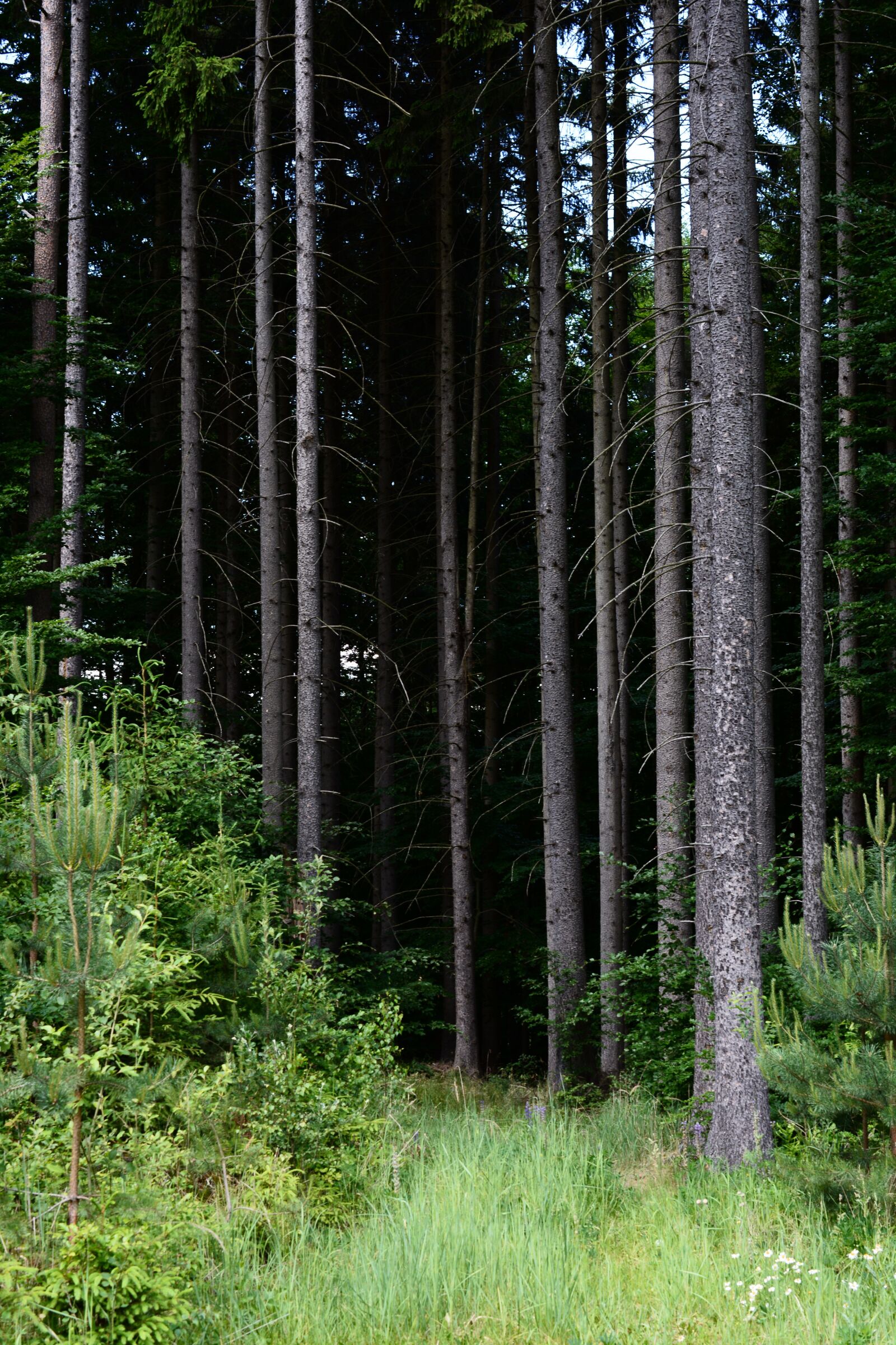 Nikon D5200 sample photo. Forest, dark, trees photography