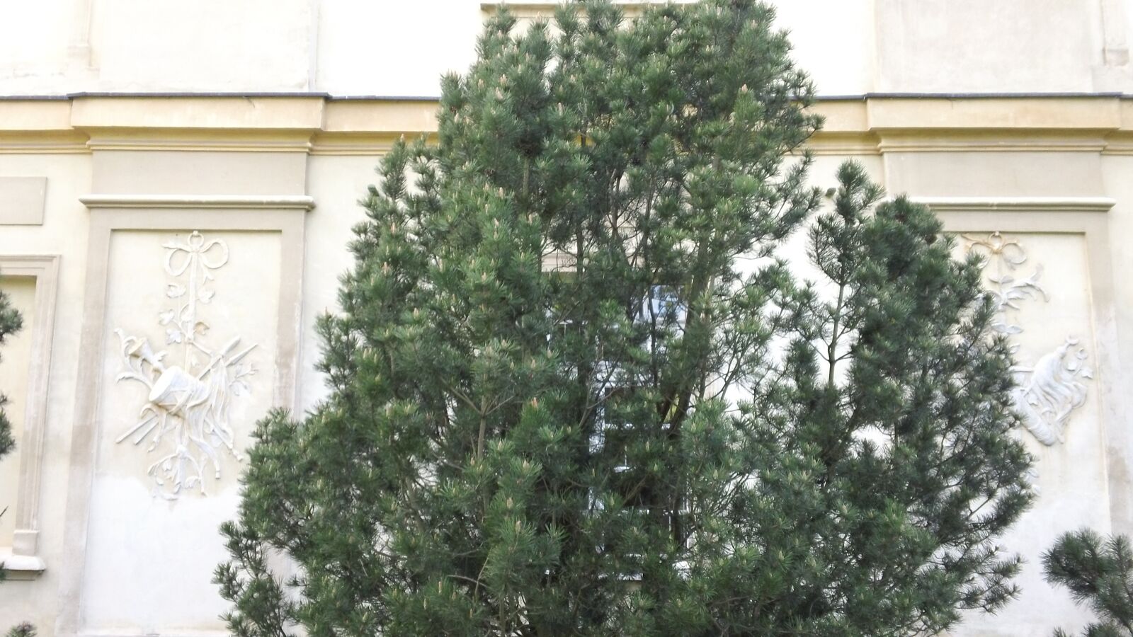 Sony MHS-TS20 sample photo. Spruce, the palace, coniferous photography