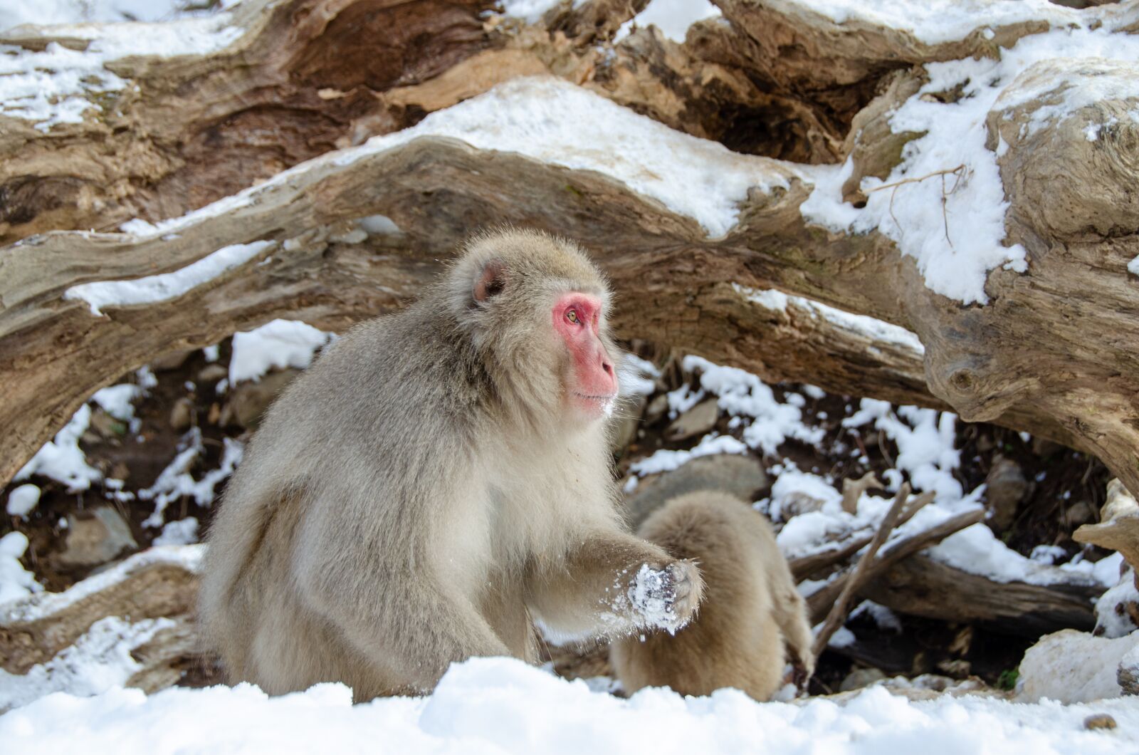 Nikon D5100 sample photo. Snow monkey, japanese macaque photography