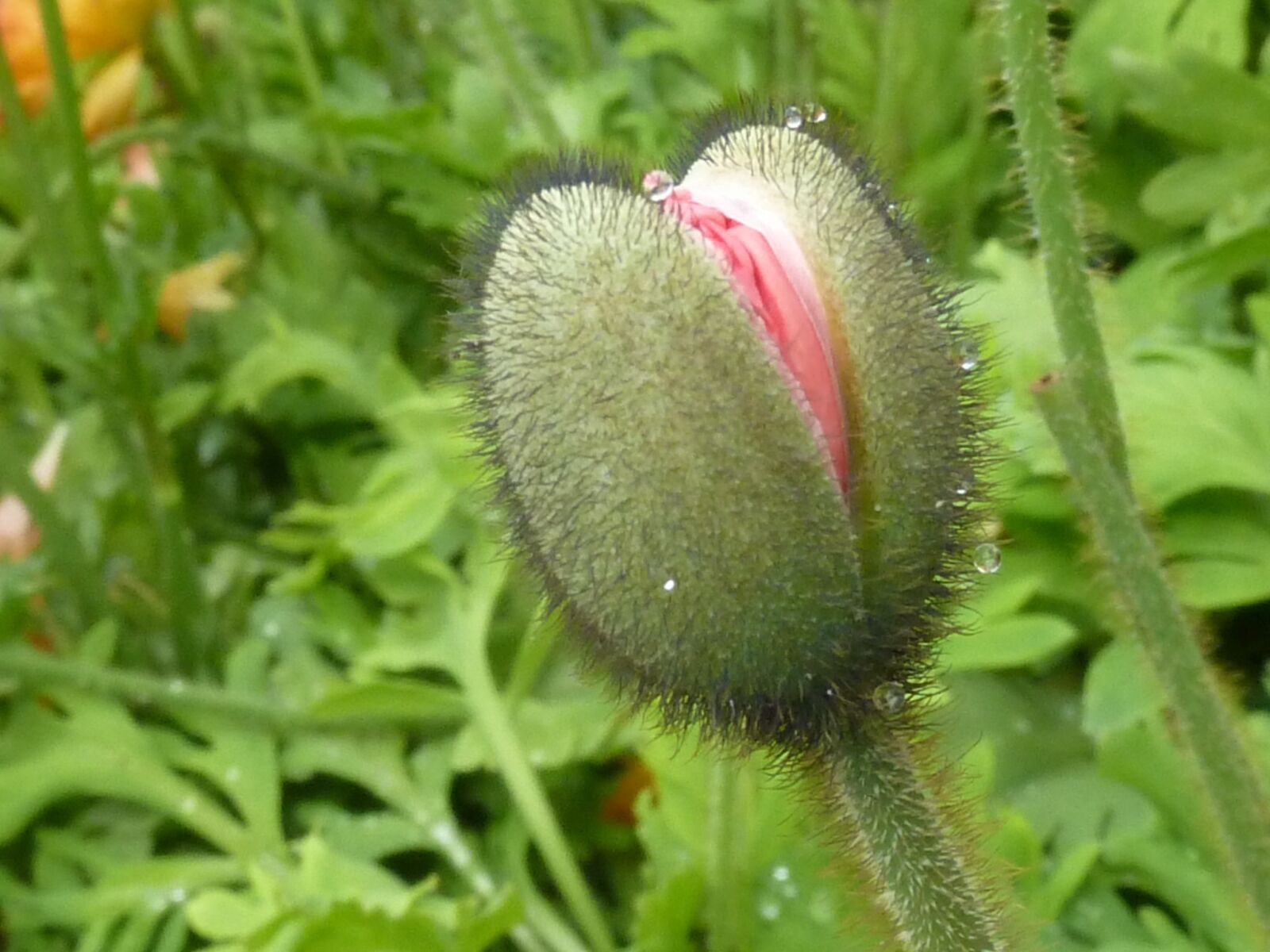 Panasonic Lumix DMC-ZS5 (Lumix DMC-TZ8) sample photo. Poppy bud, bud, flower photography