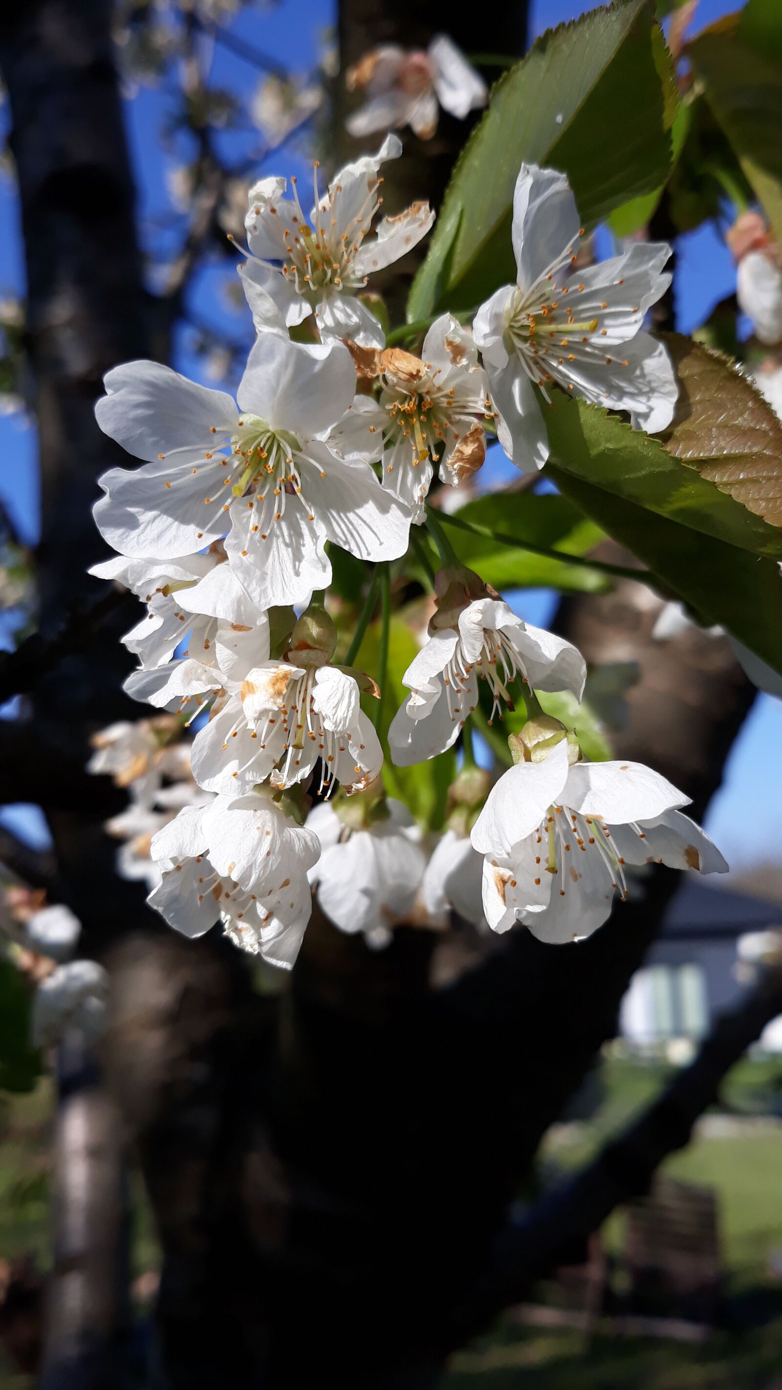 Samsung Galaxy J5 sample photo. Cherry, flower, nature photography
