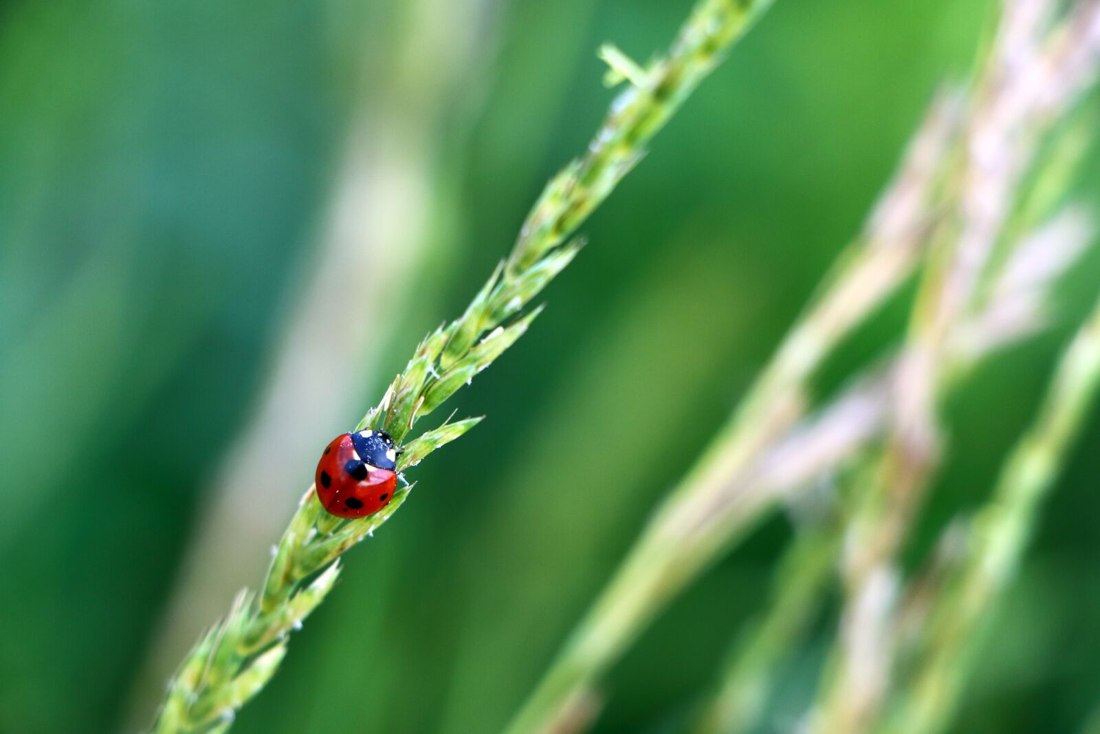 Canon EF-S 18-135mm F3.5-5.6 IS STM sample photo. Ladybird, ladybug, beetle photography
