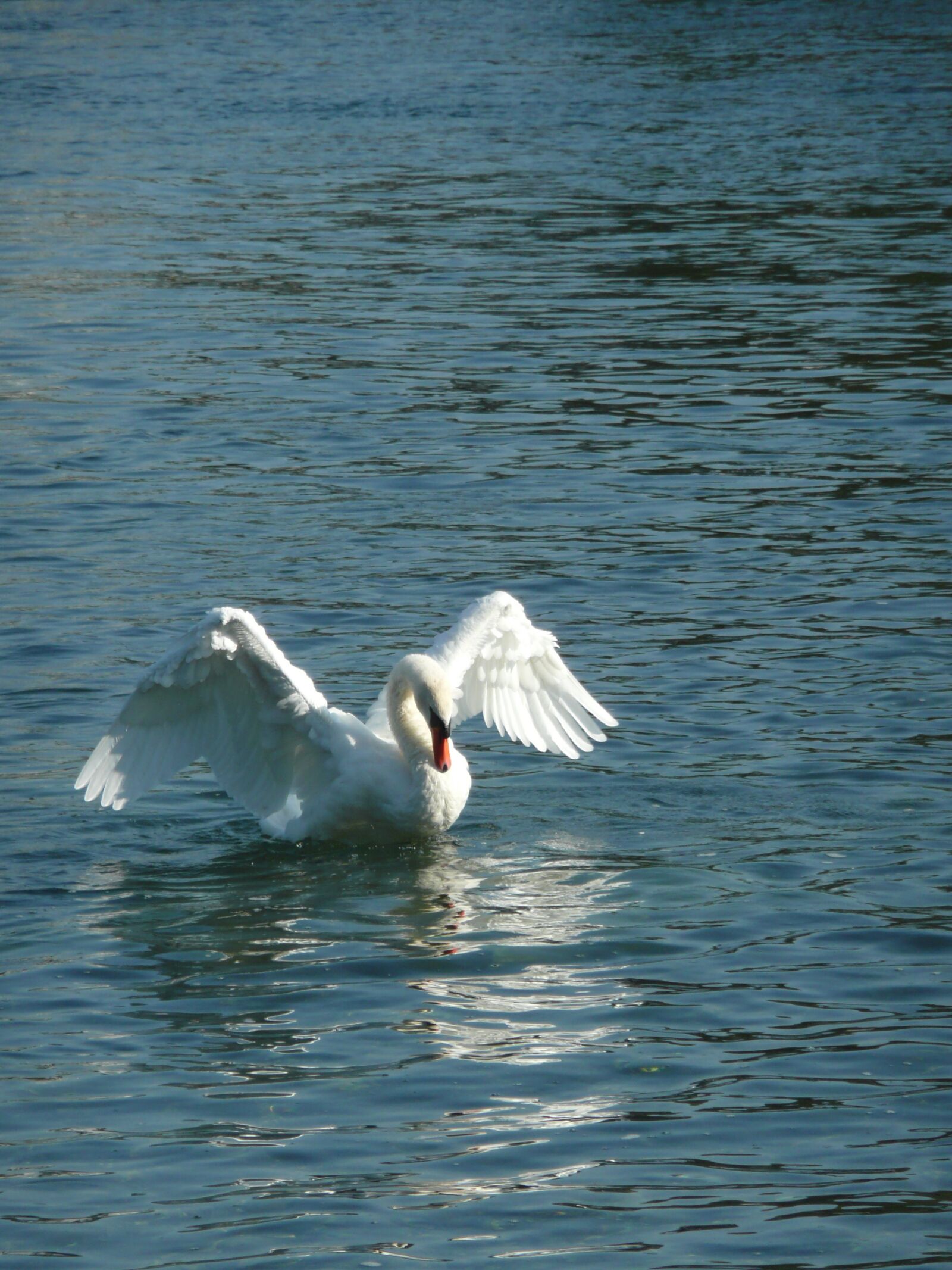 Panasonic DMC-TZ3 sample photo. Swan, rhine, white photography